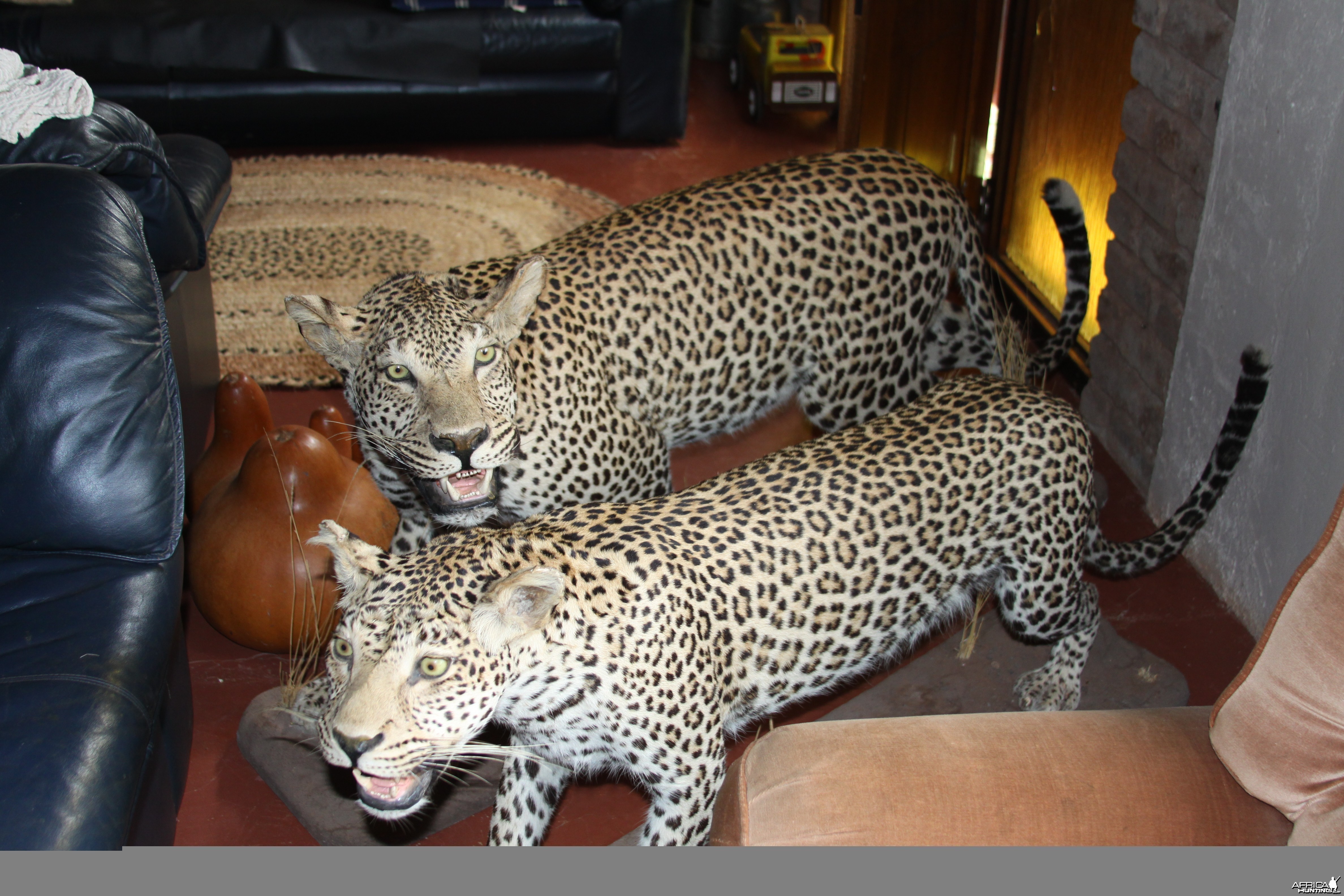 Male and Female Leopard