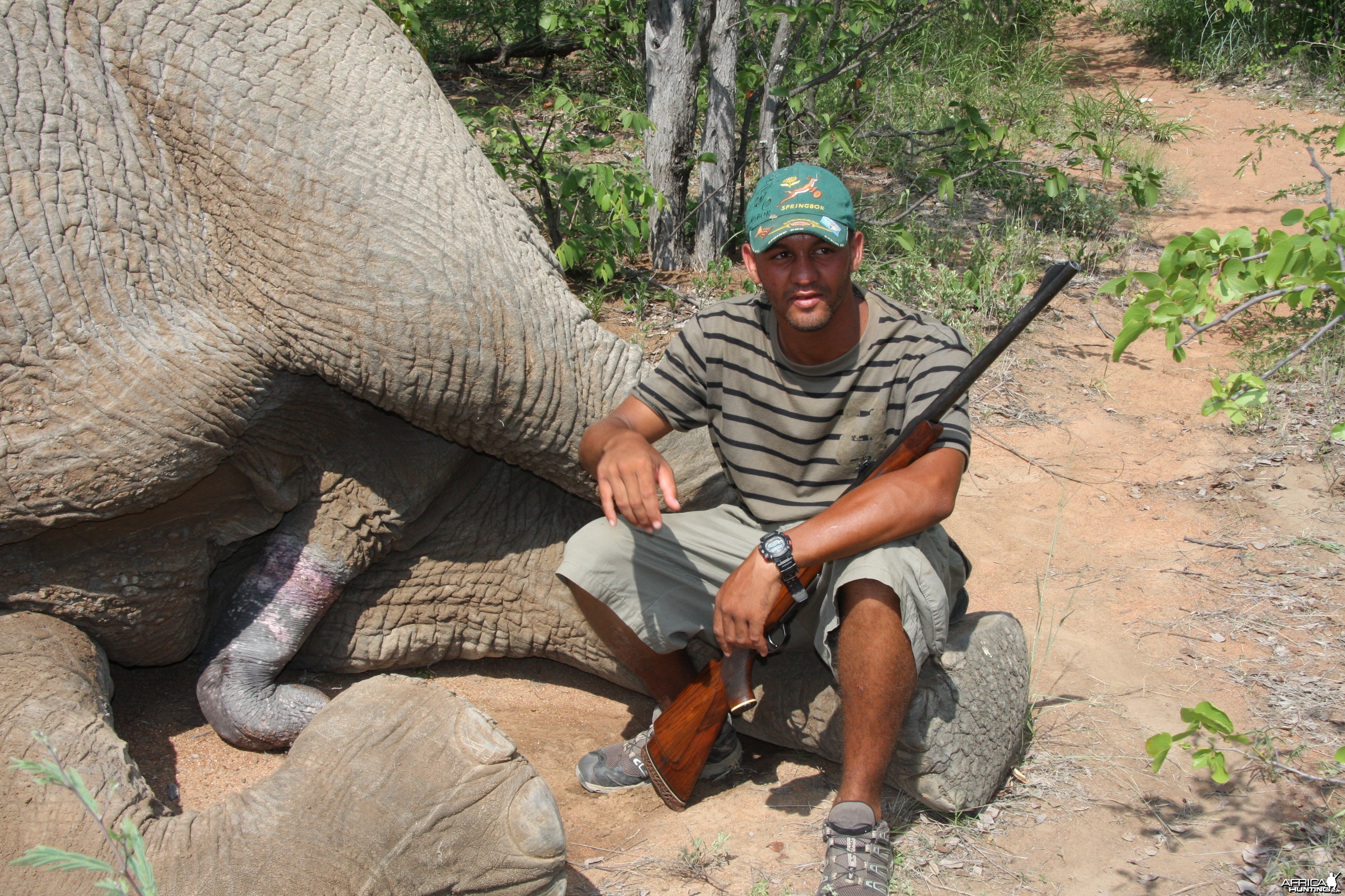 Elephant Botswana