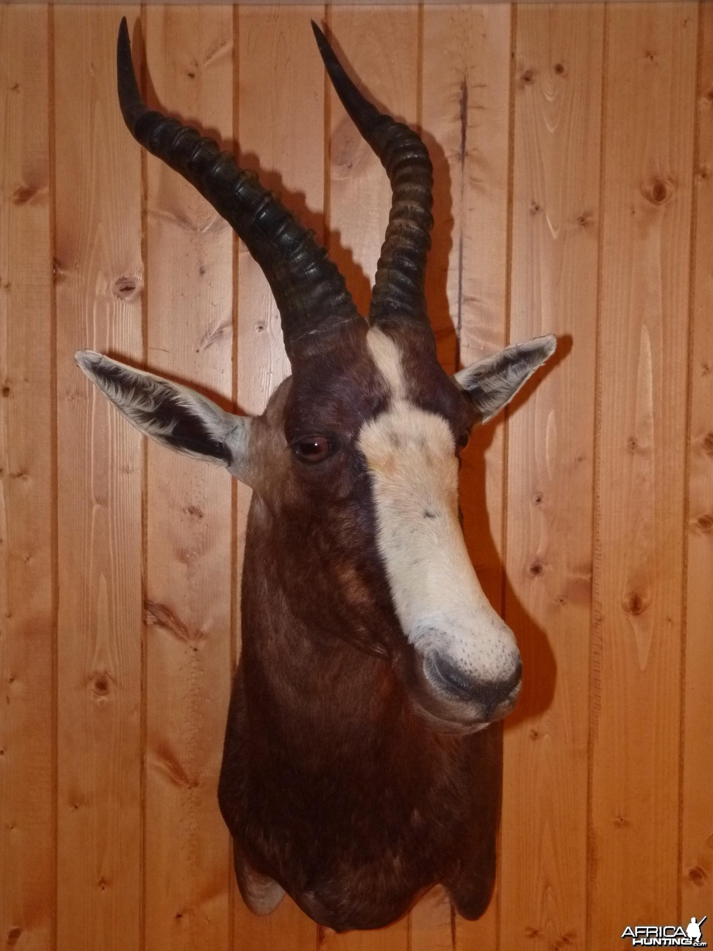 Blesbok Taxidermy