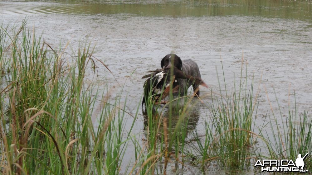 My GSP retreaving a Spurwing goose