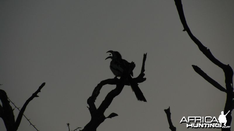 Feeding Hornbill