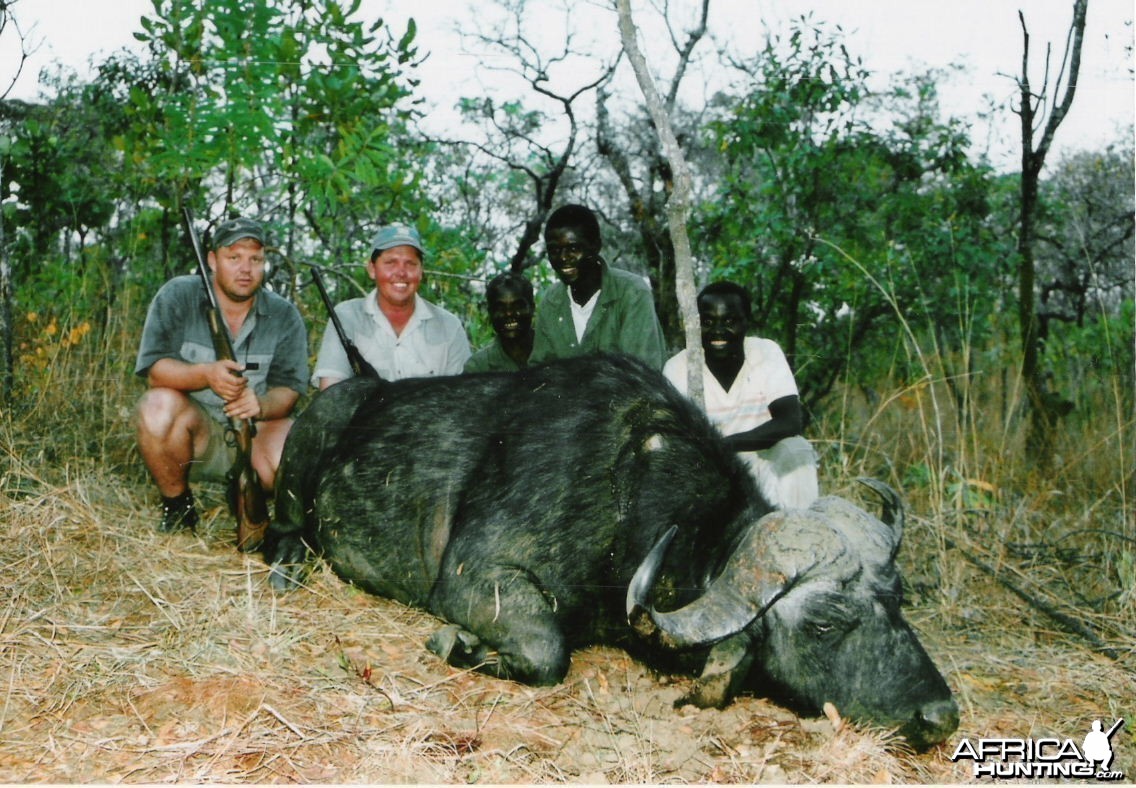 Cape Buffalo