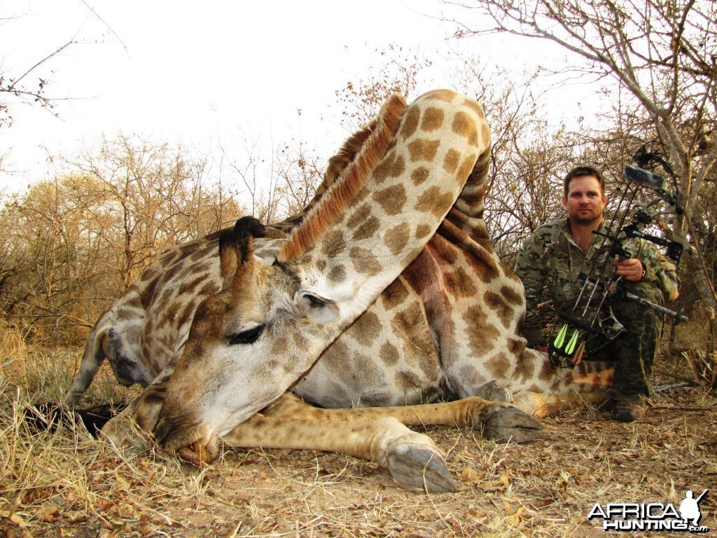 Bowhunting Giraffe in South Africa with Dalerwa Ventures for Wildlife