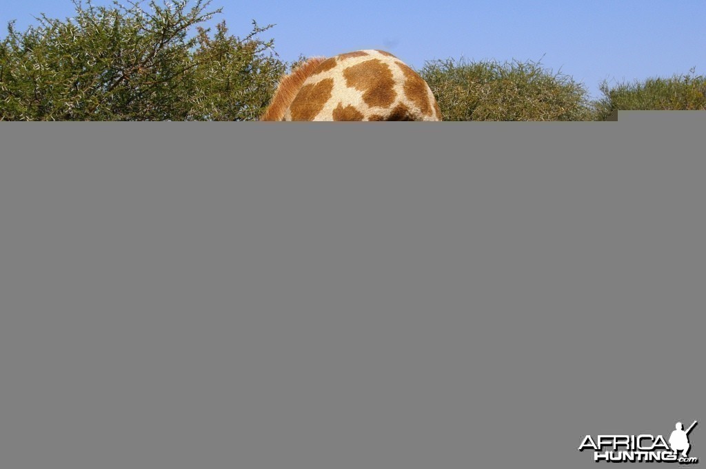 Hunting Giraffe in South Africa with Dalerwa Ventures for Wildlife