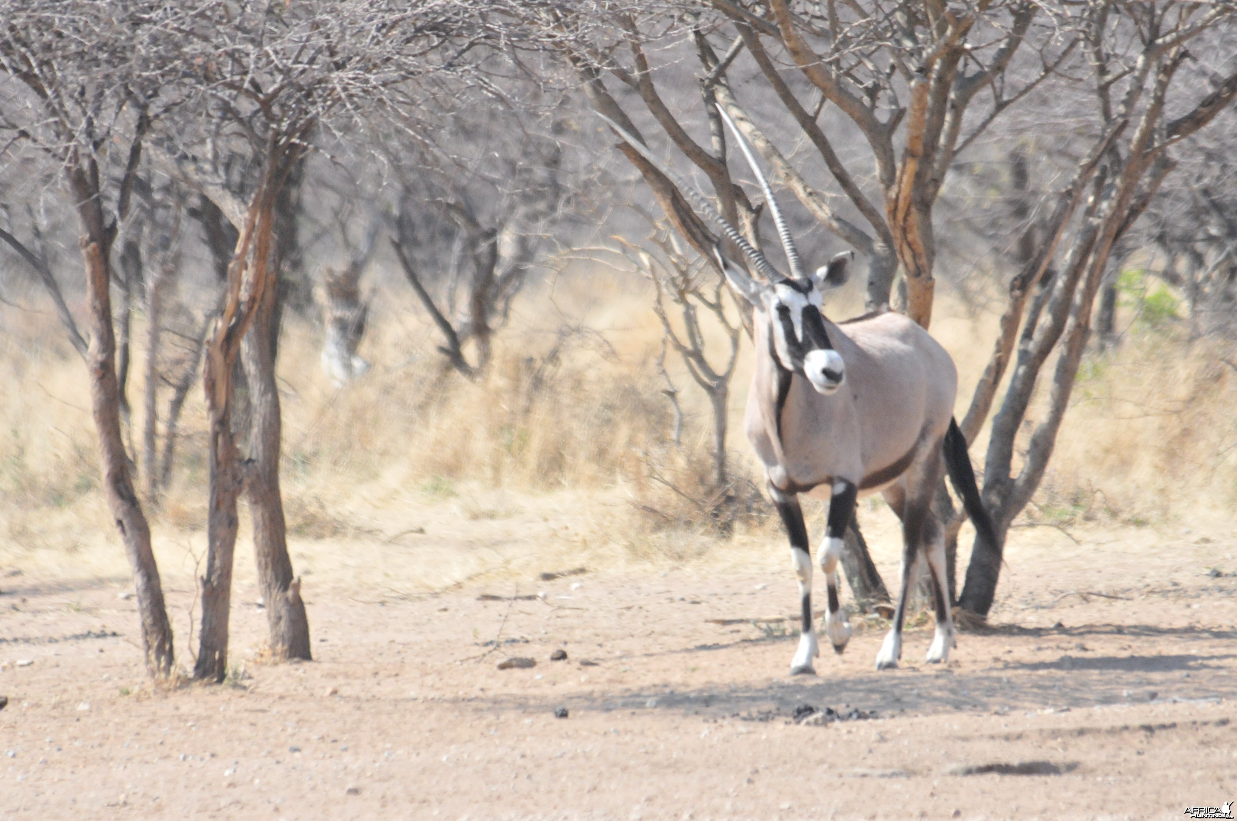 Gemsbok Namibia