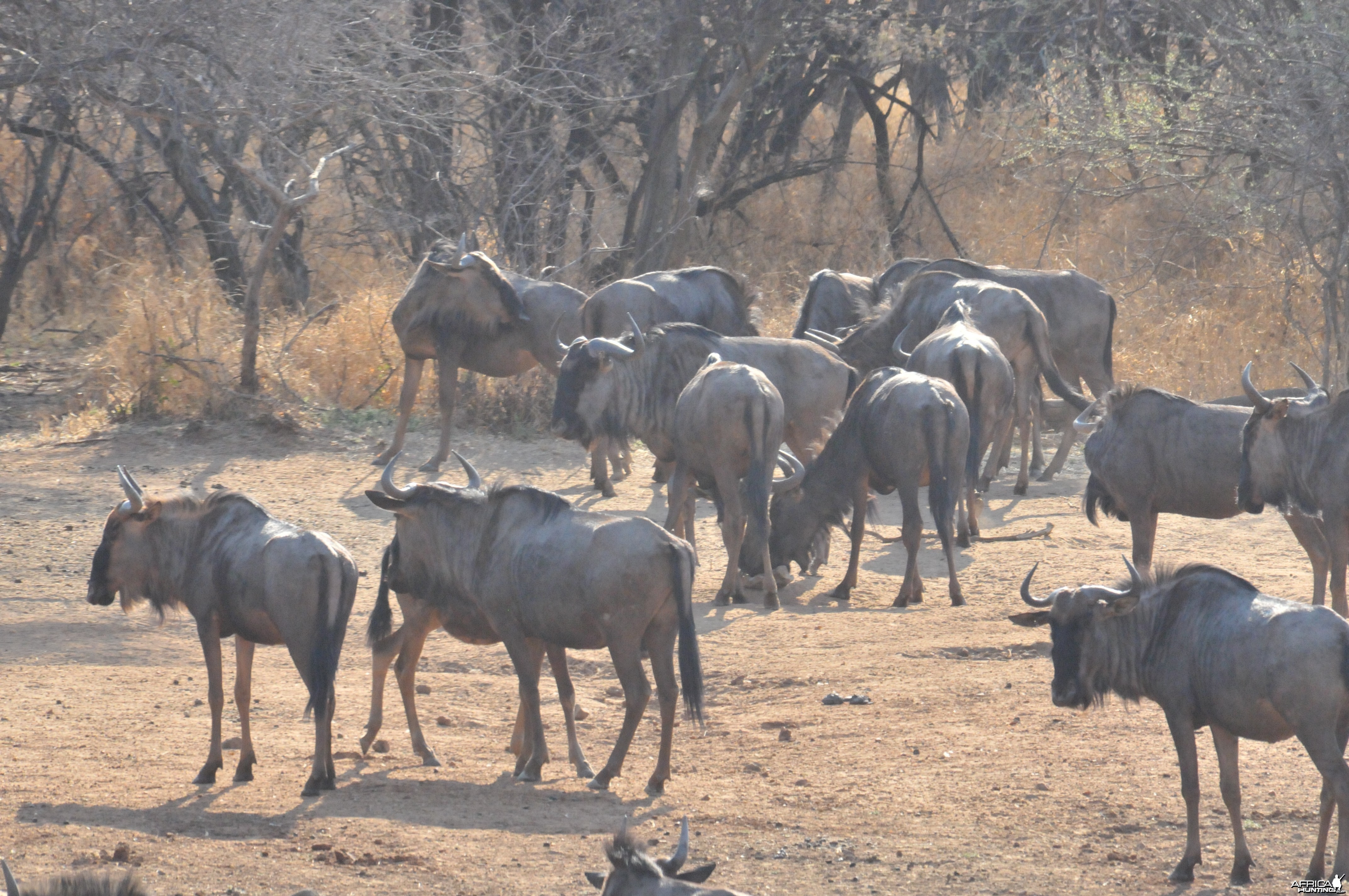 Blue Wildebeest Namibia