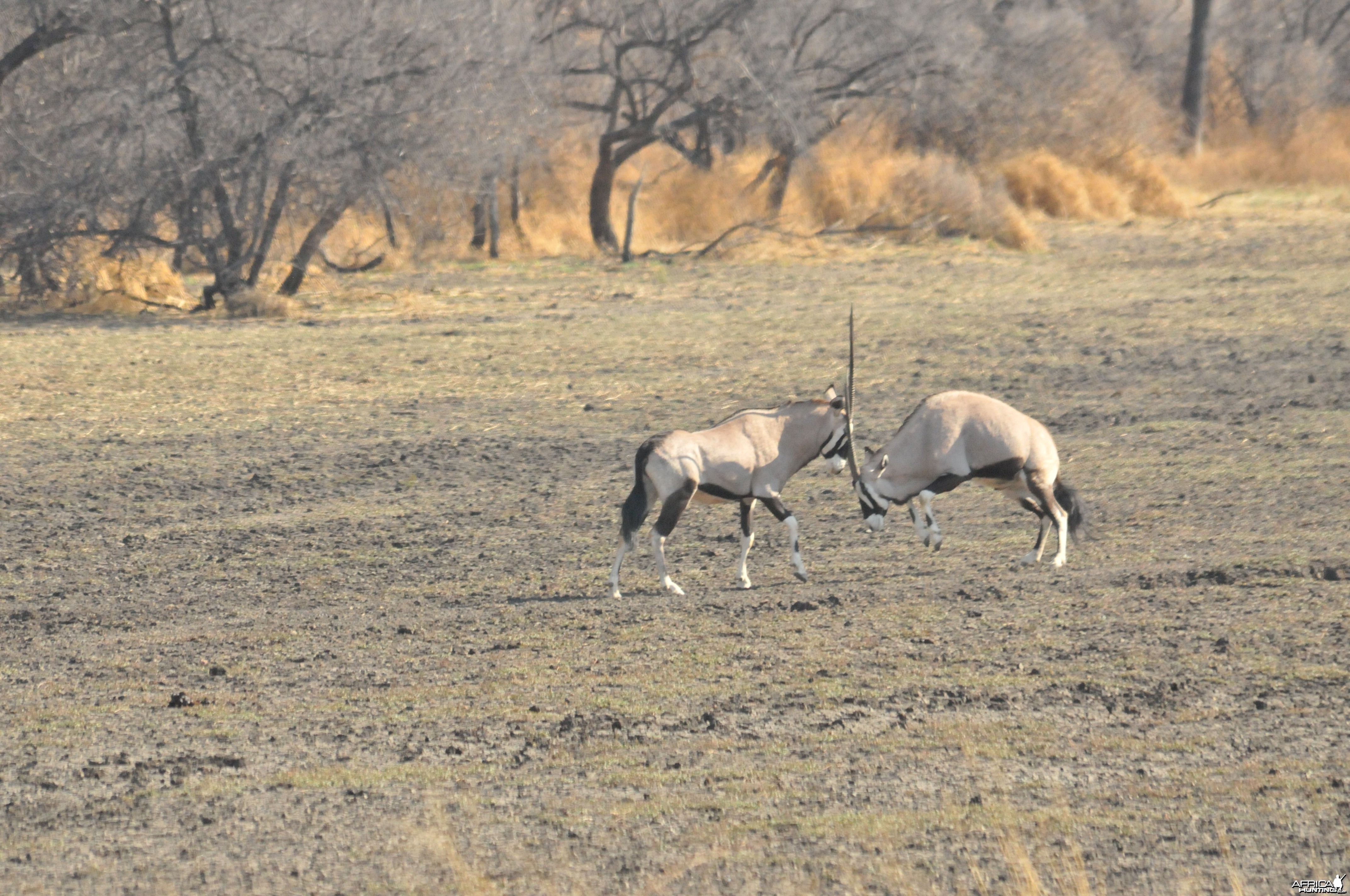 Gemsbok Namibia