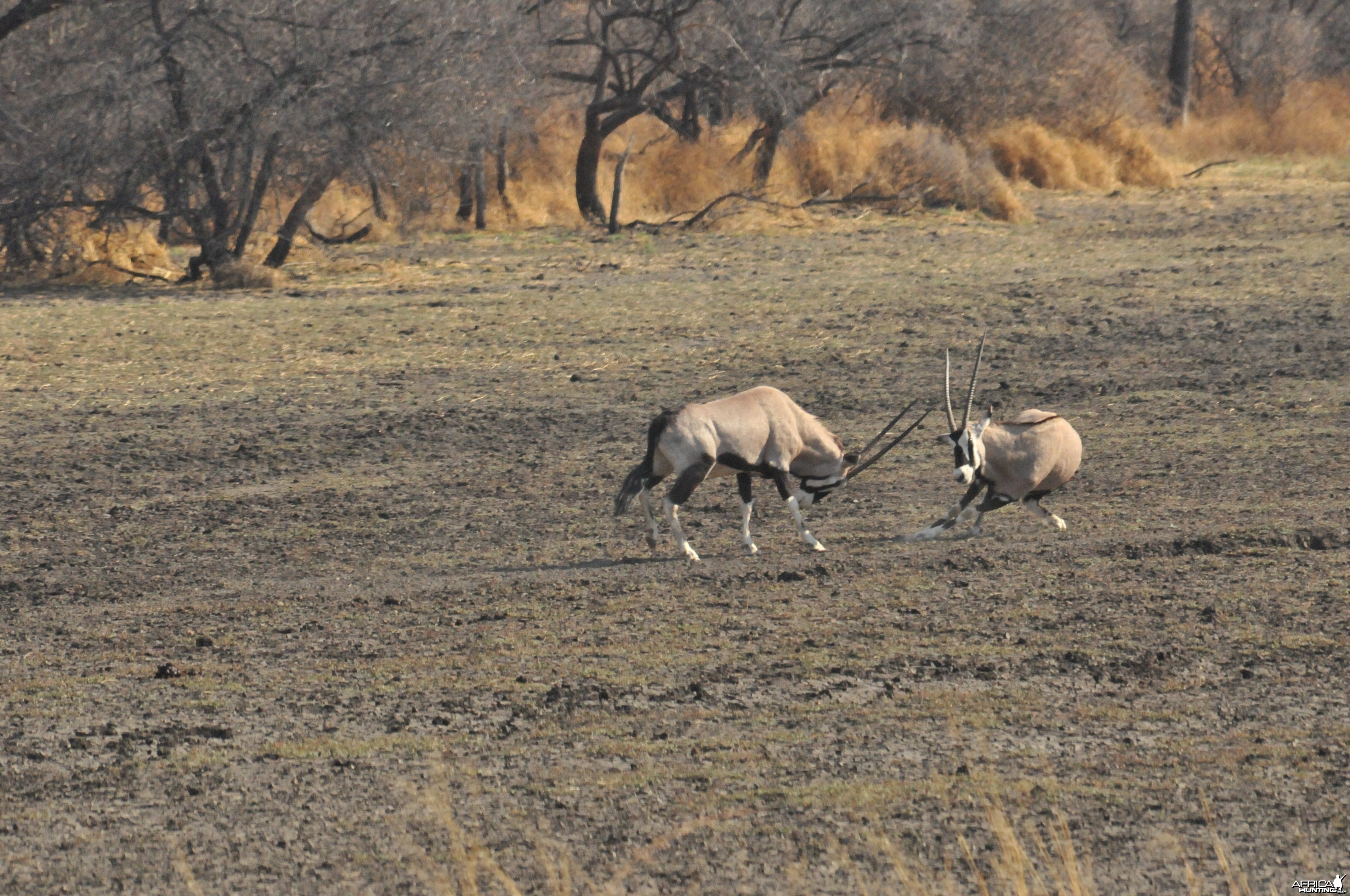 Gemsbok Namibia