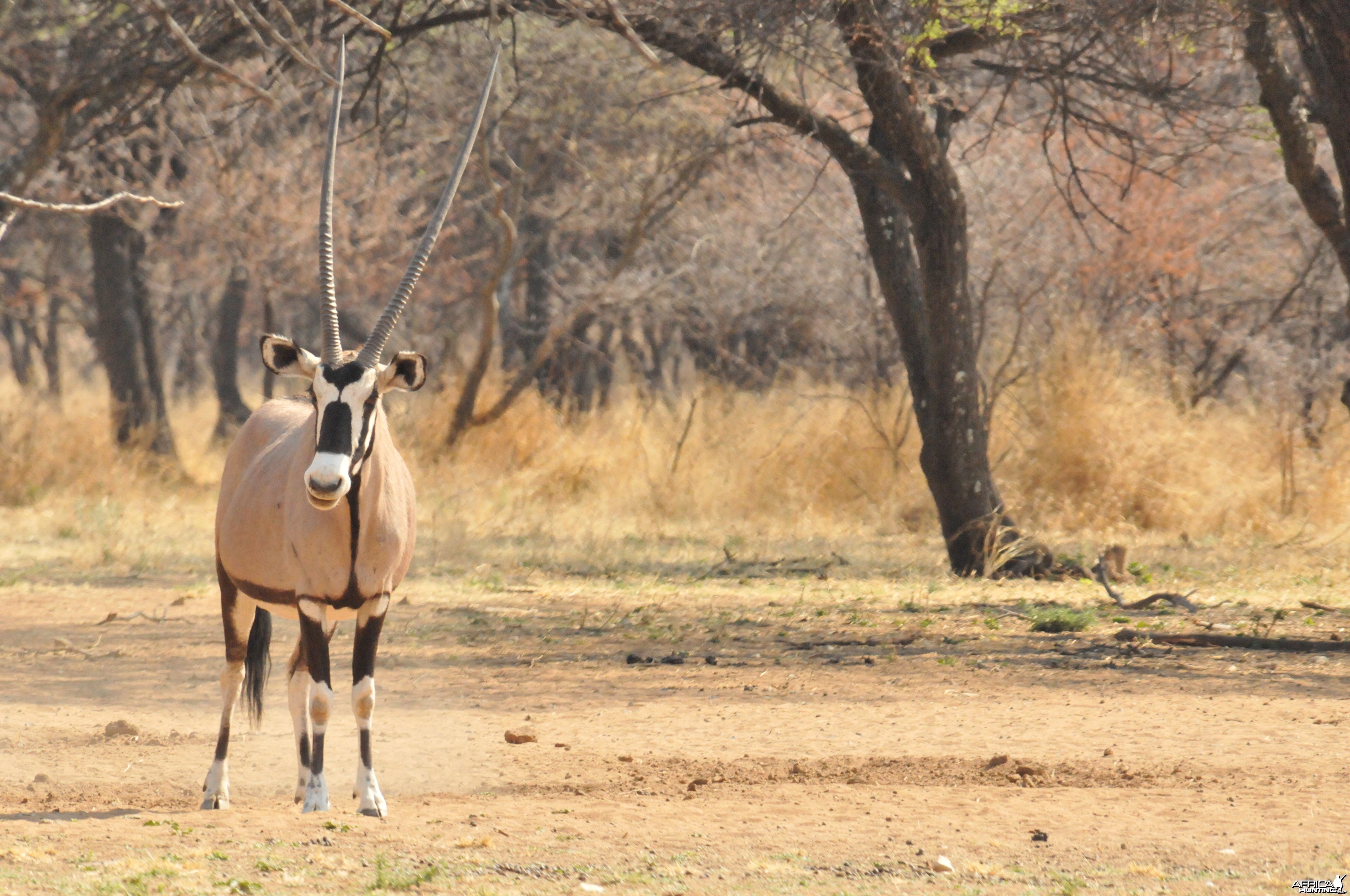 Gemsbok Namibia