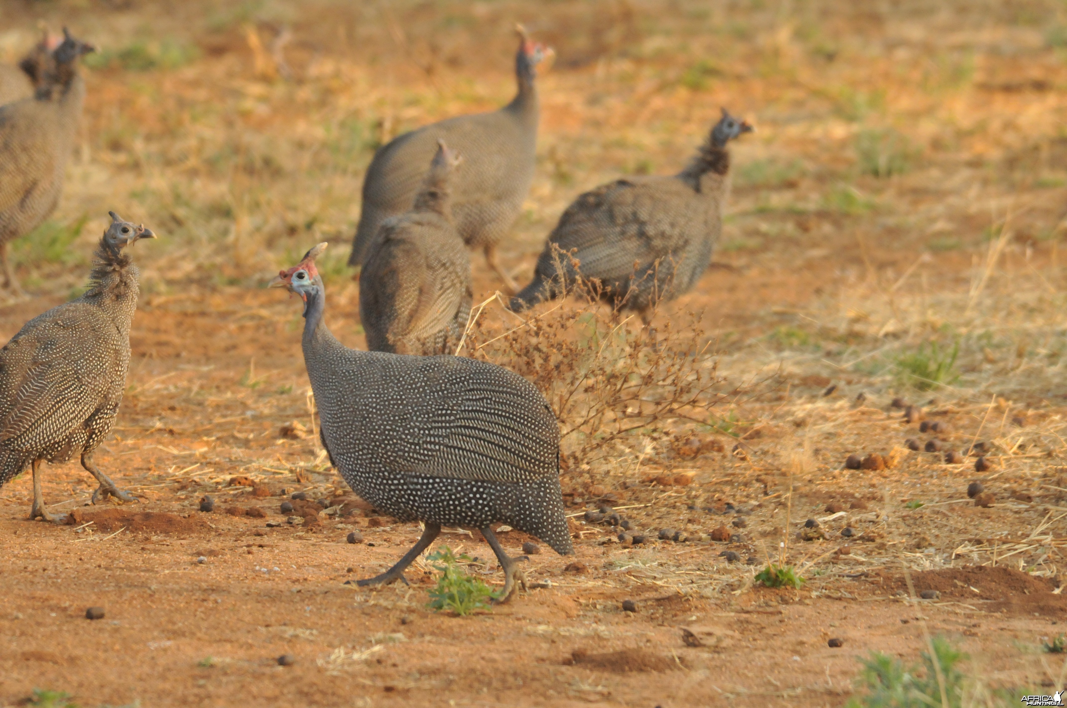 Guineafowl Namibia