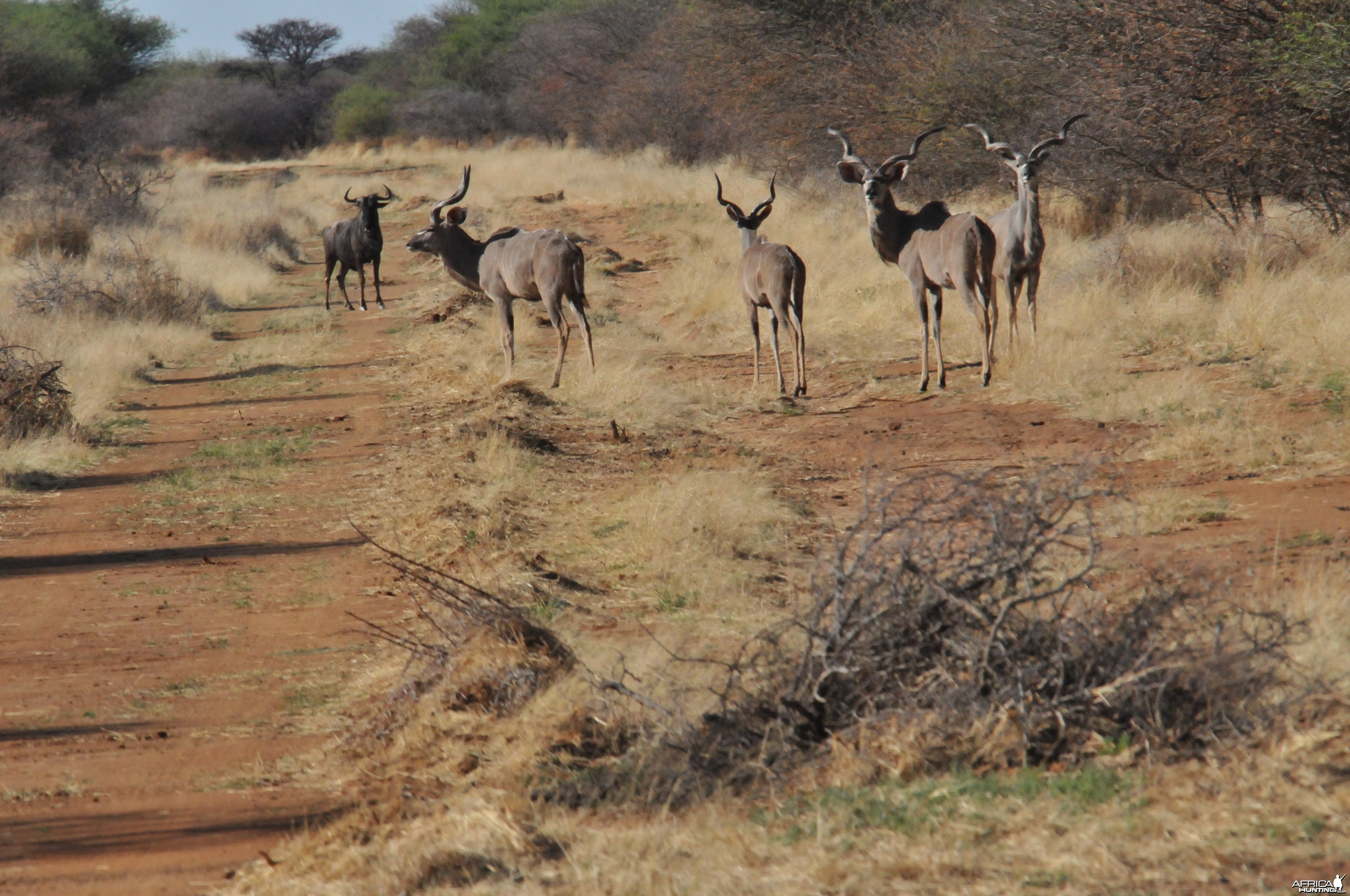 Kudu Namibia