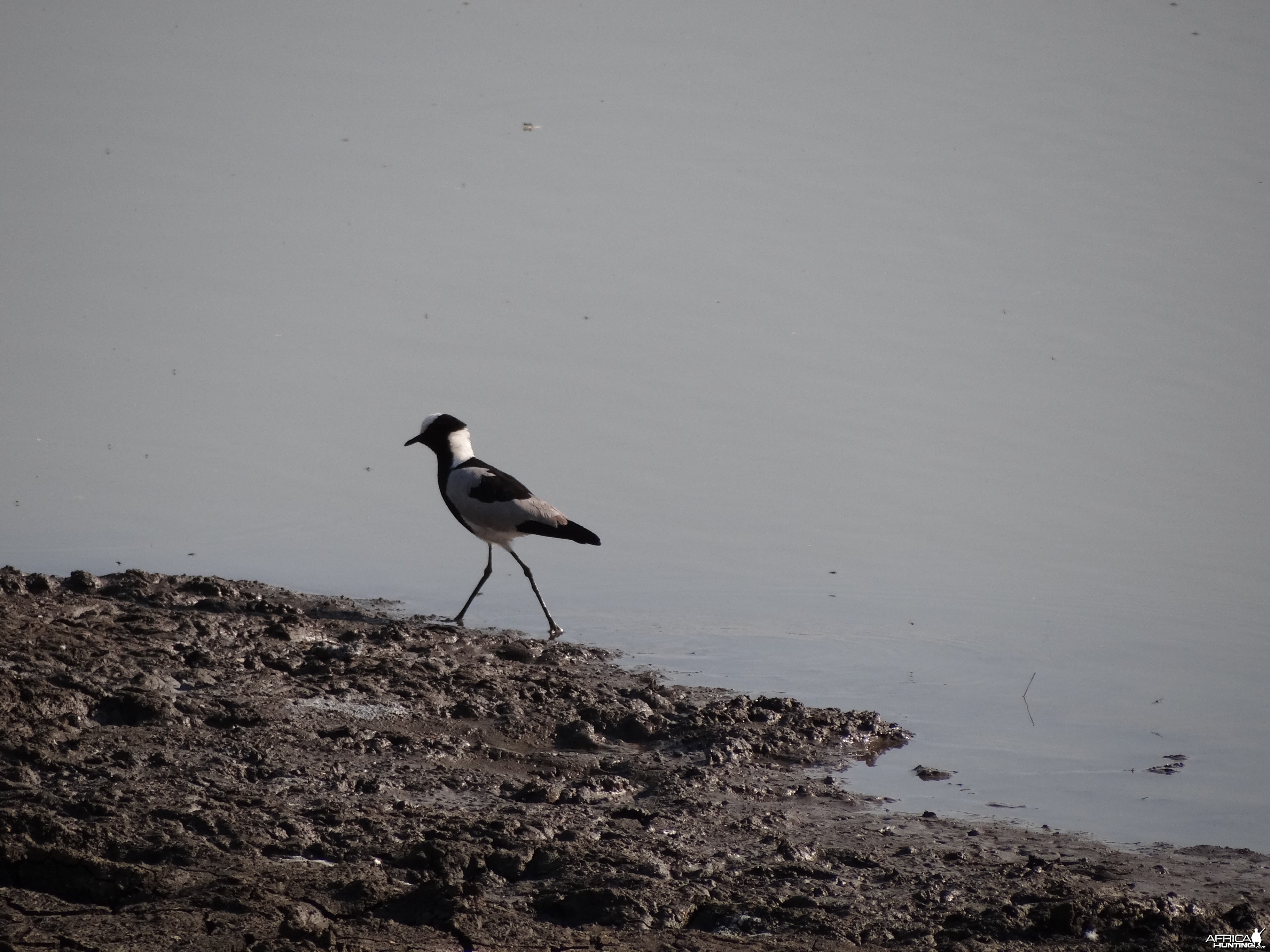 Bird Namibia