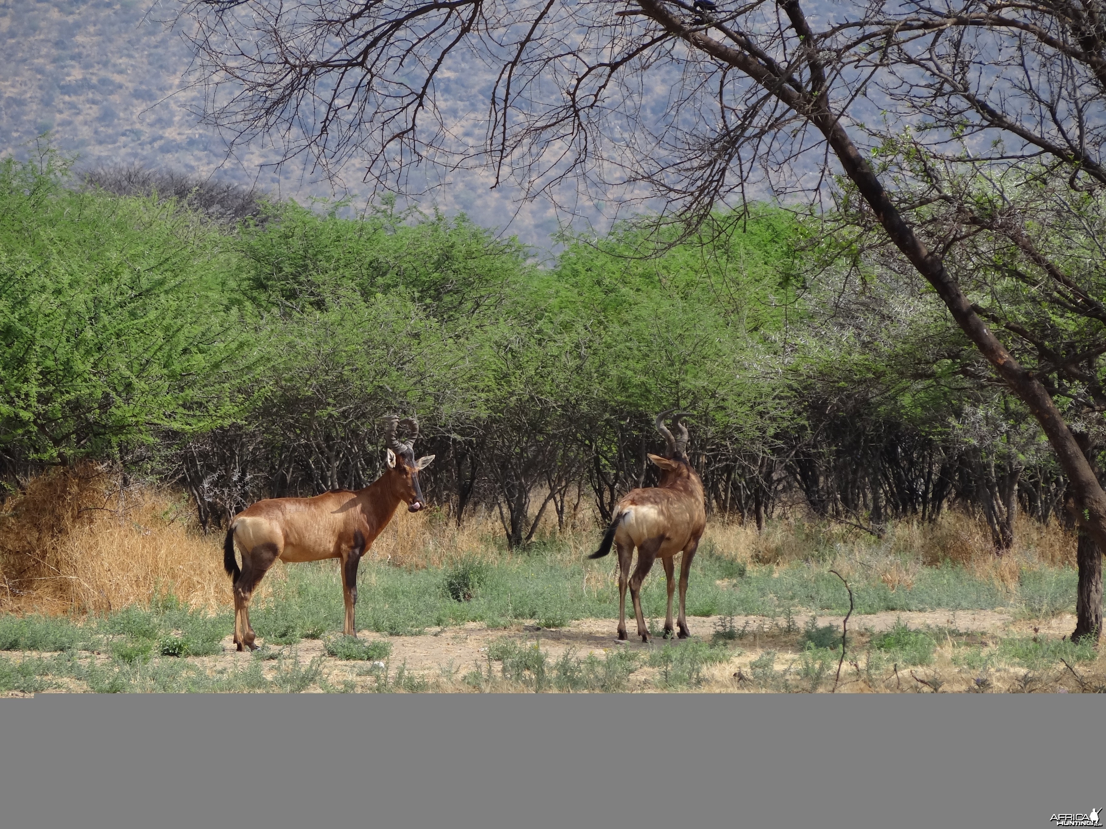 Red Hartebeest Namibia