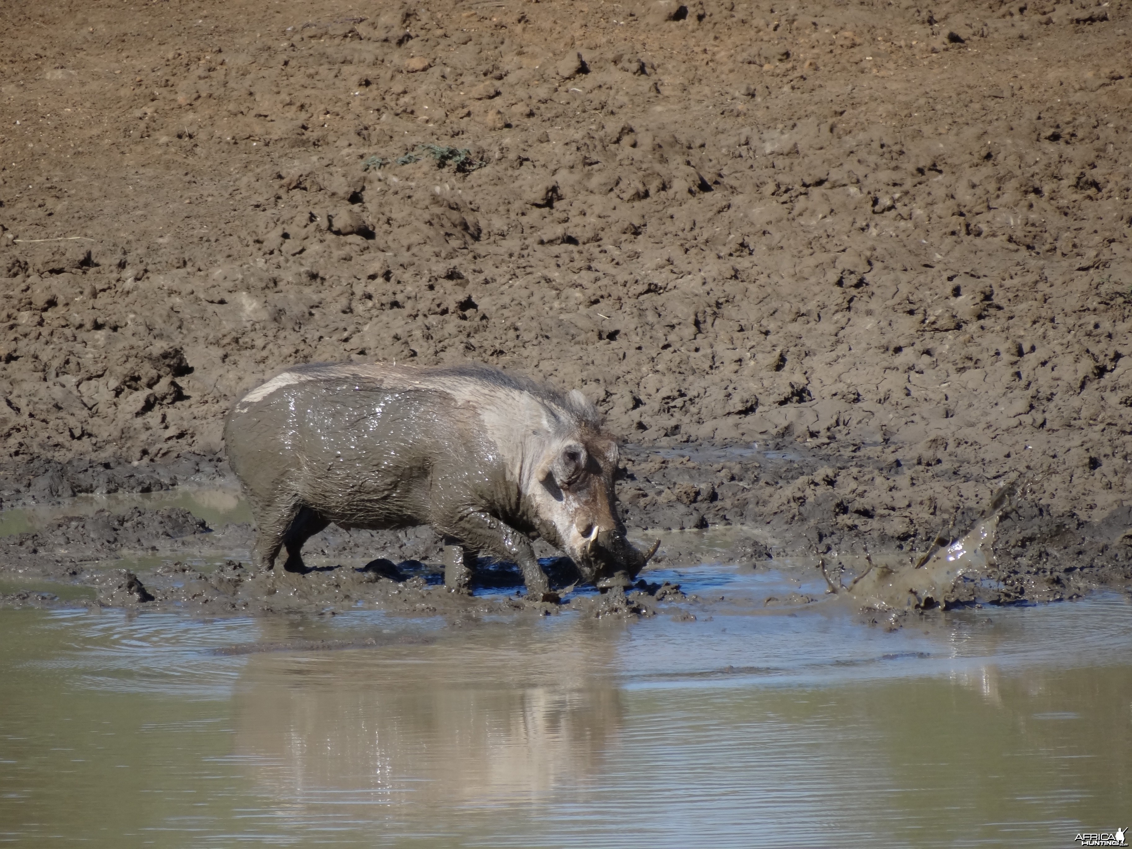 Warthog Namibia