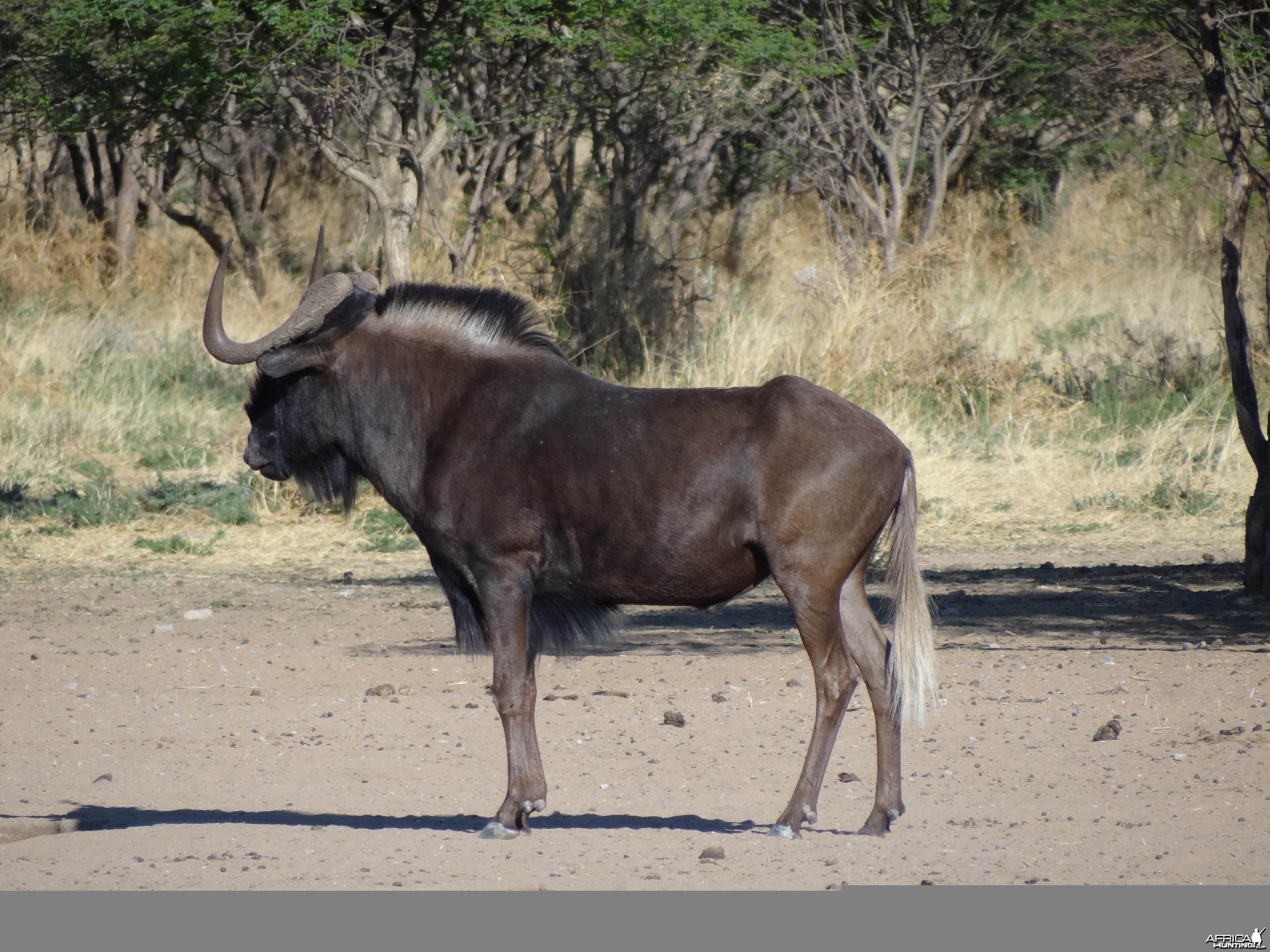 Black Wildebeest Namibia