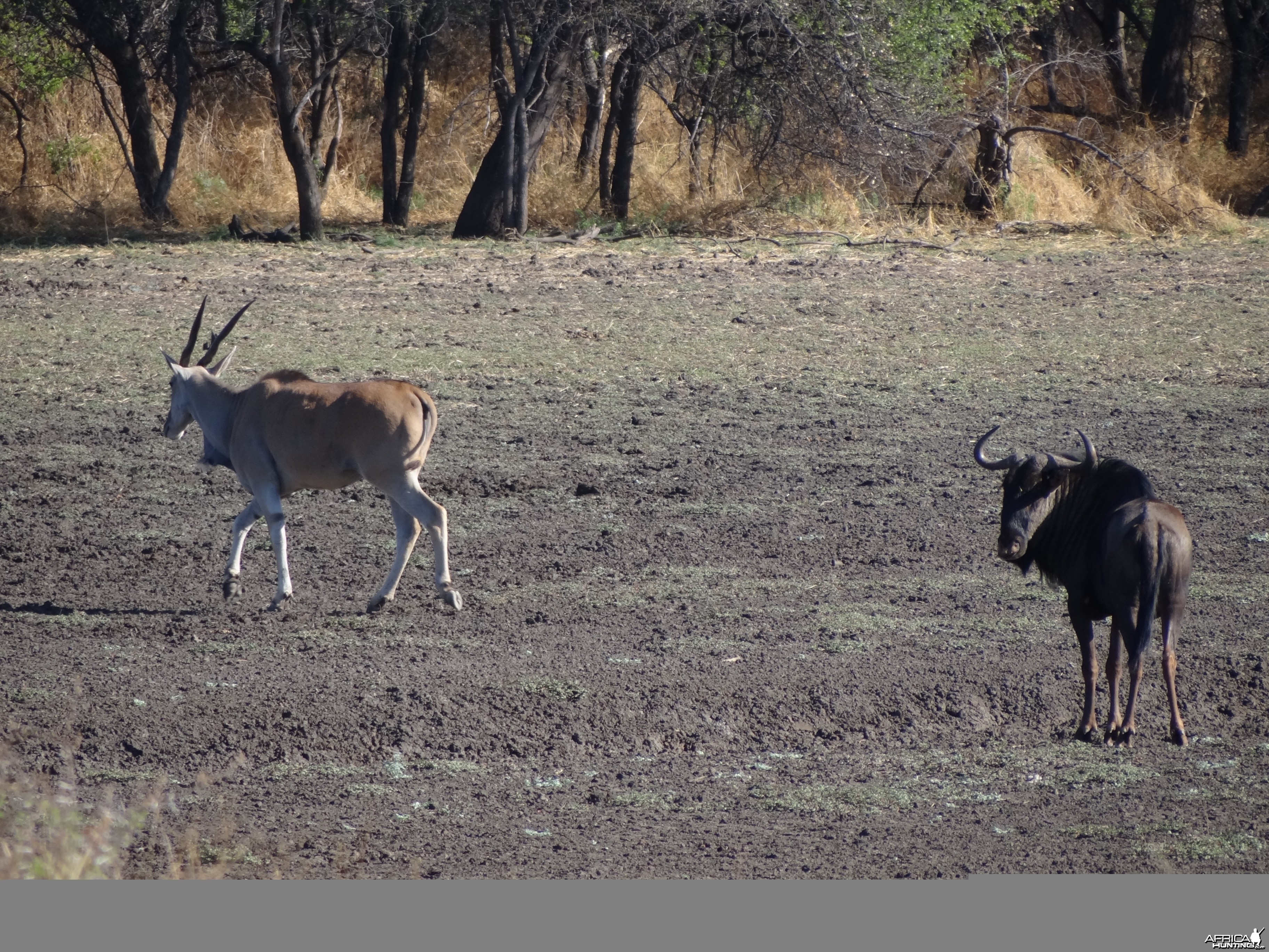 Cape Eland Namibia