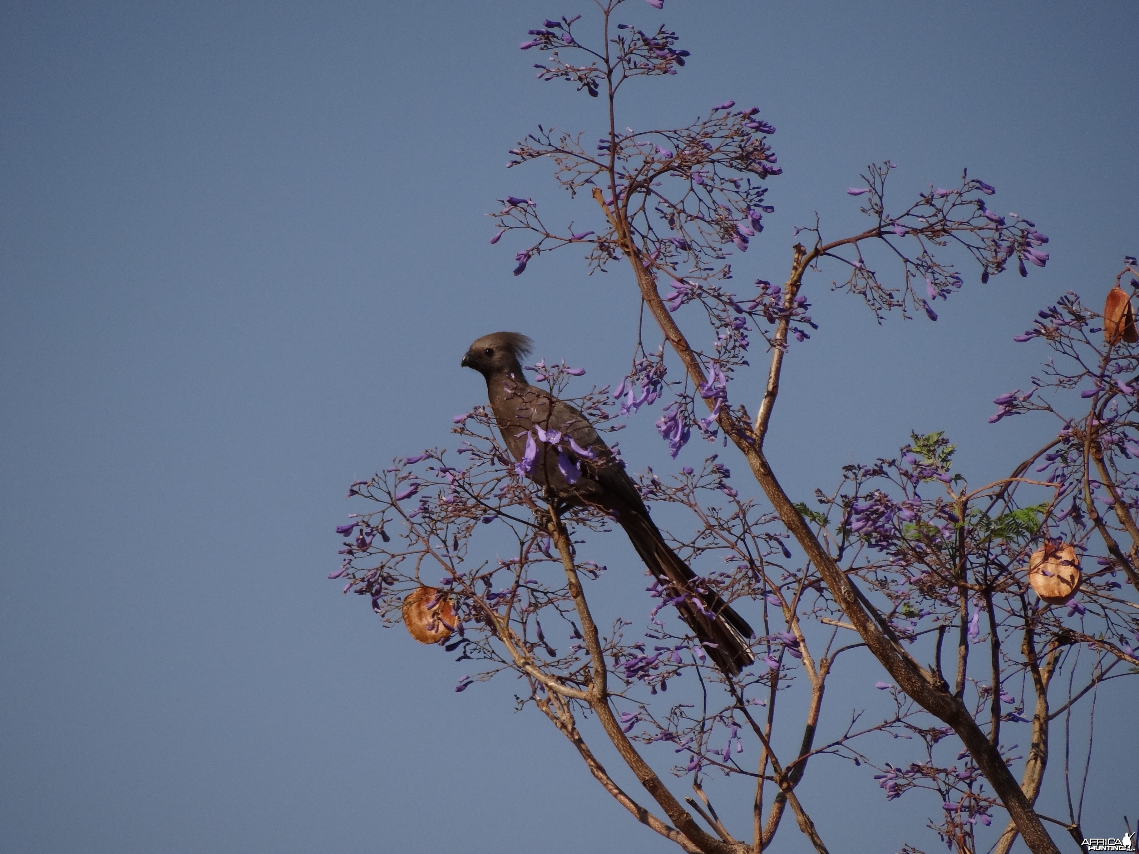 Bird Namibia