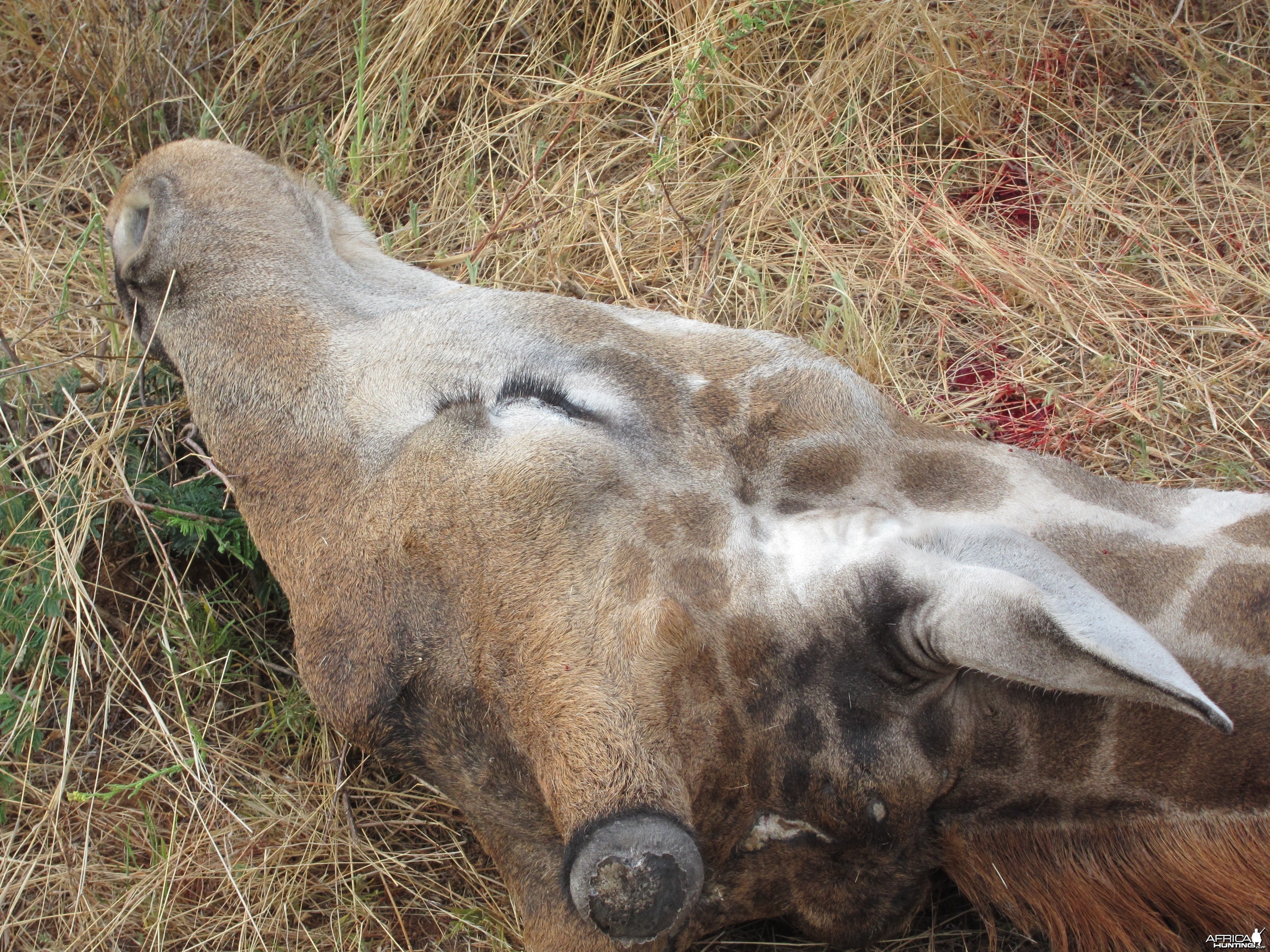 Giraffe Namibia