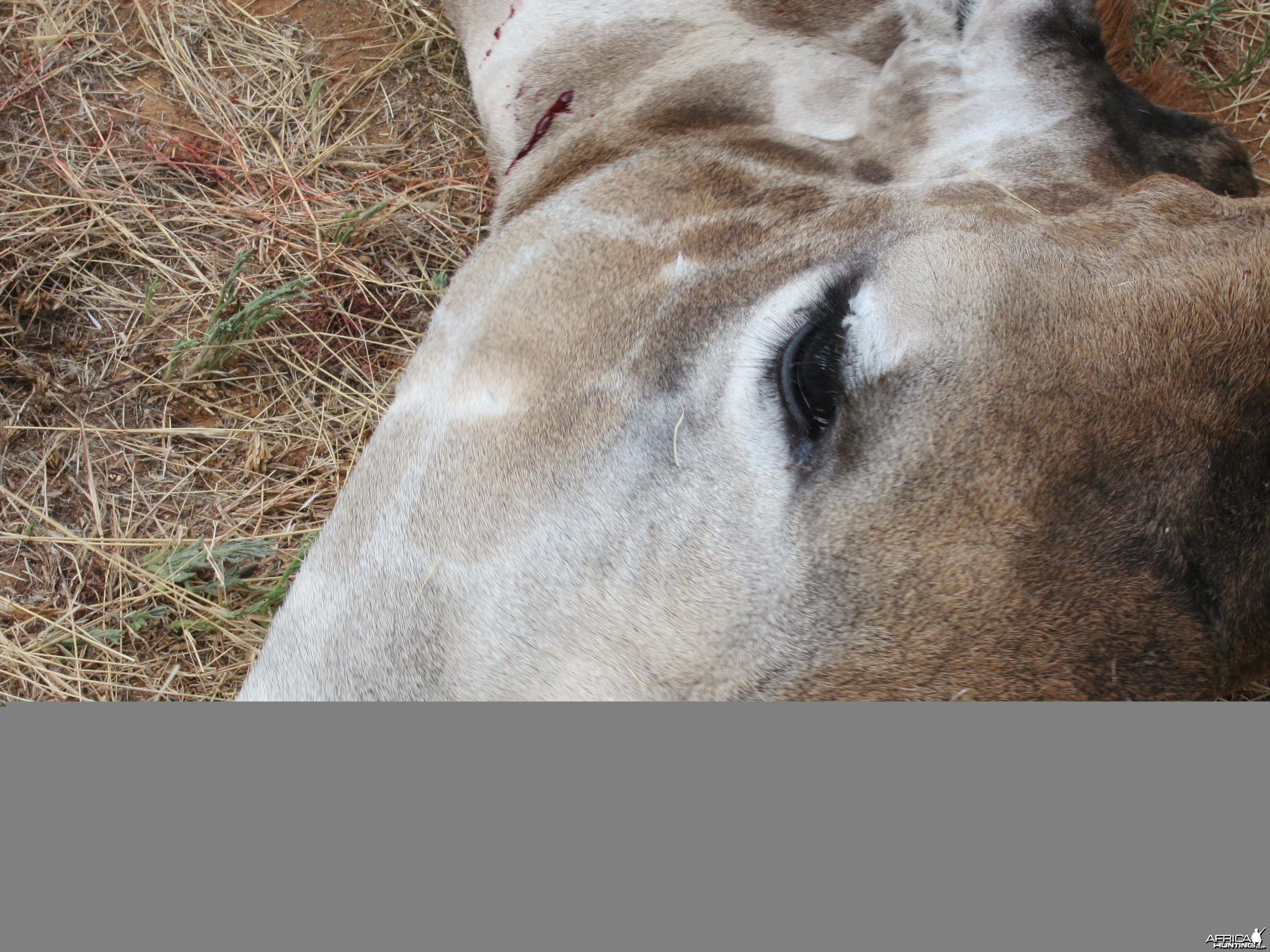 Giraffe Namibia