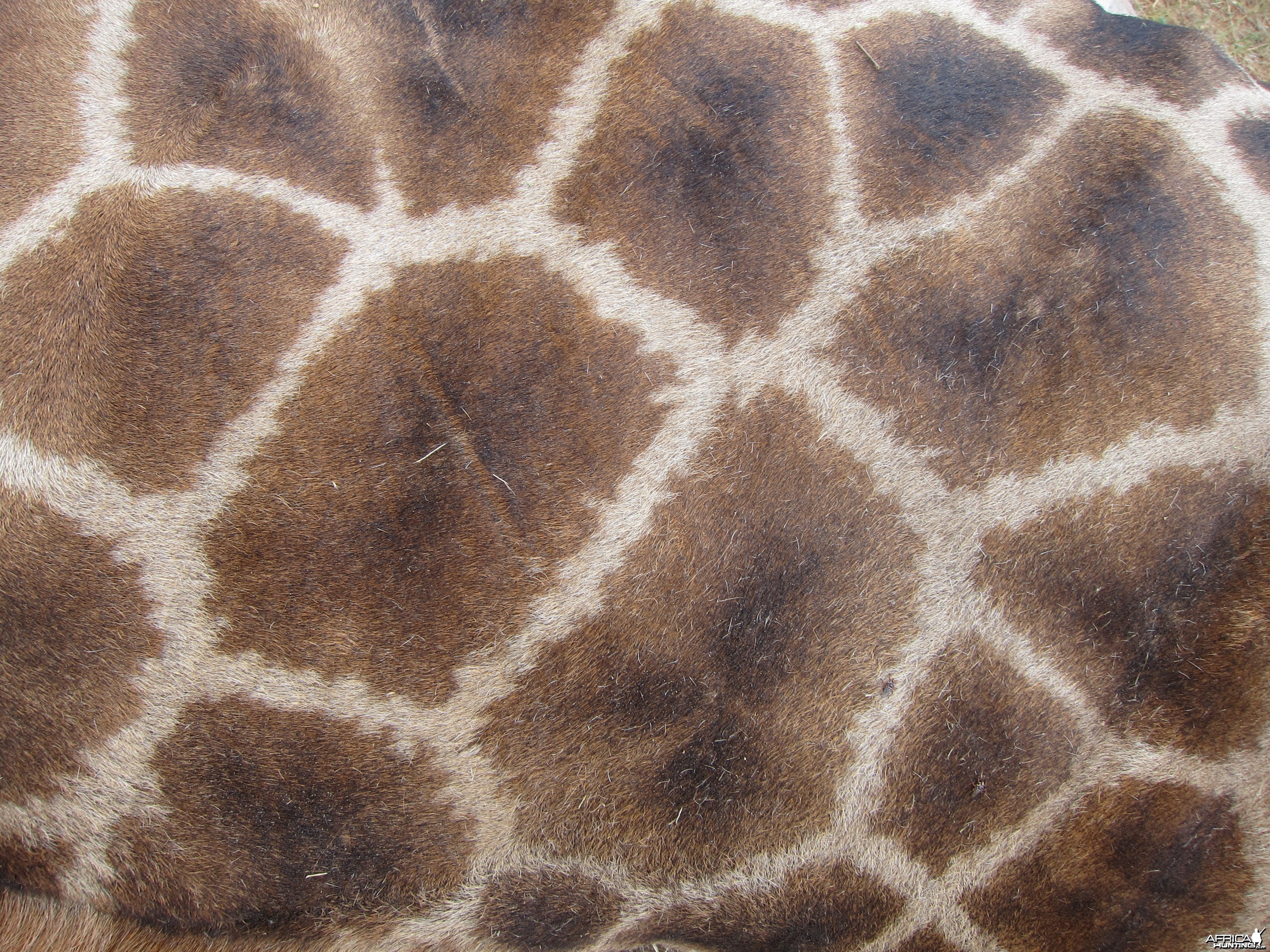 Giraffe Skin Namibia