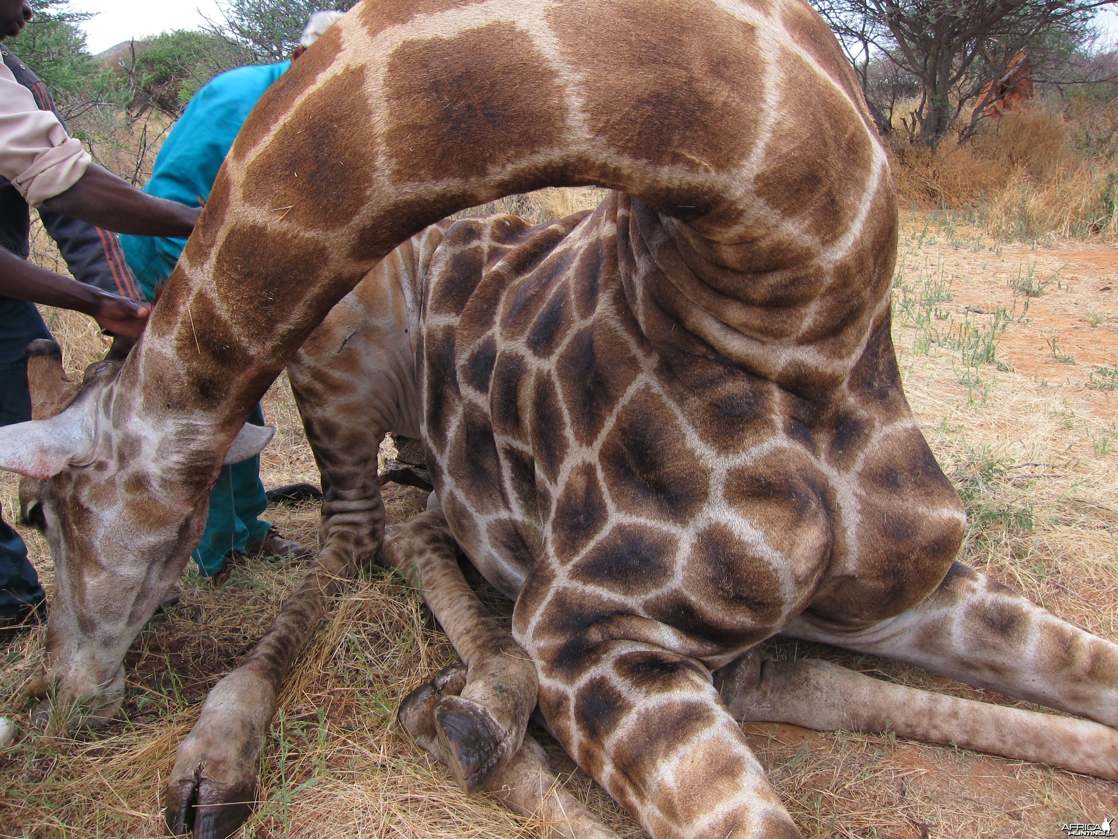 Setting up a Giraffe for trophy pictures