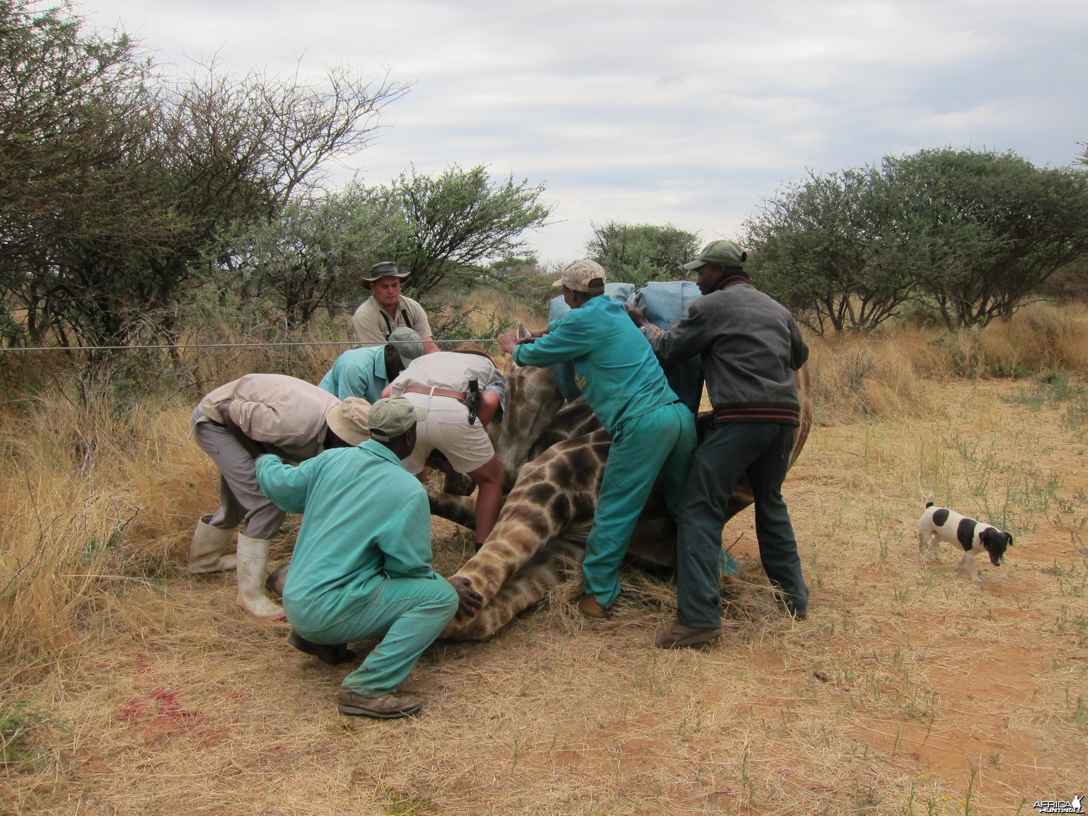 Setting up a Giraffe for trophy pictures