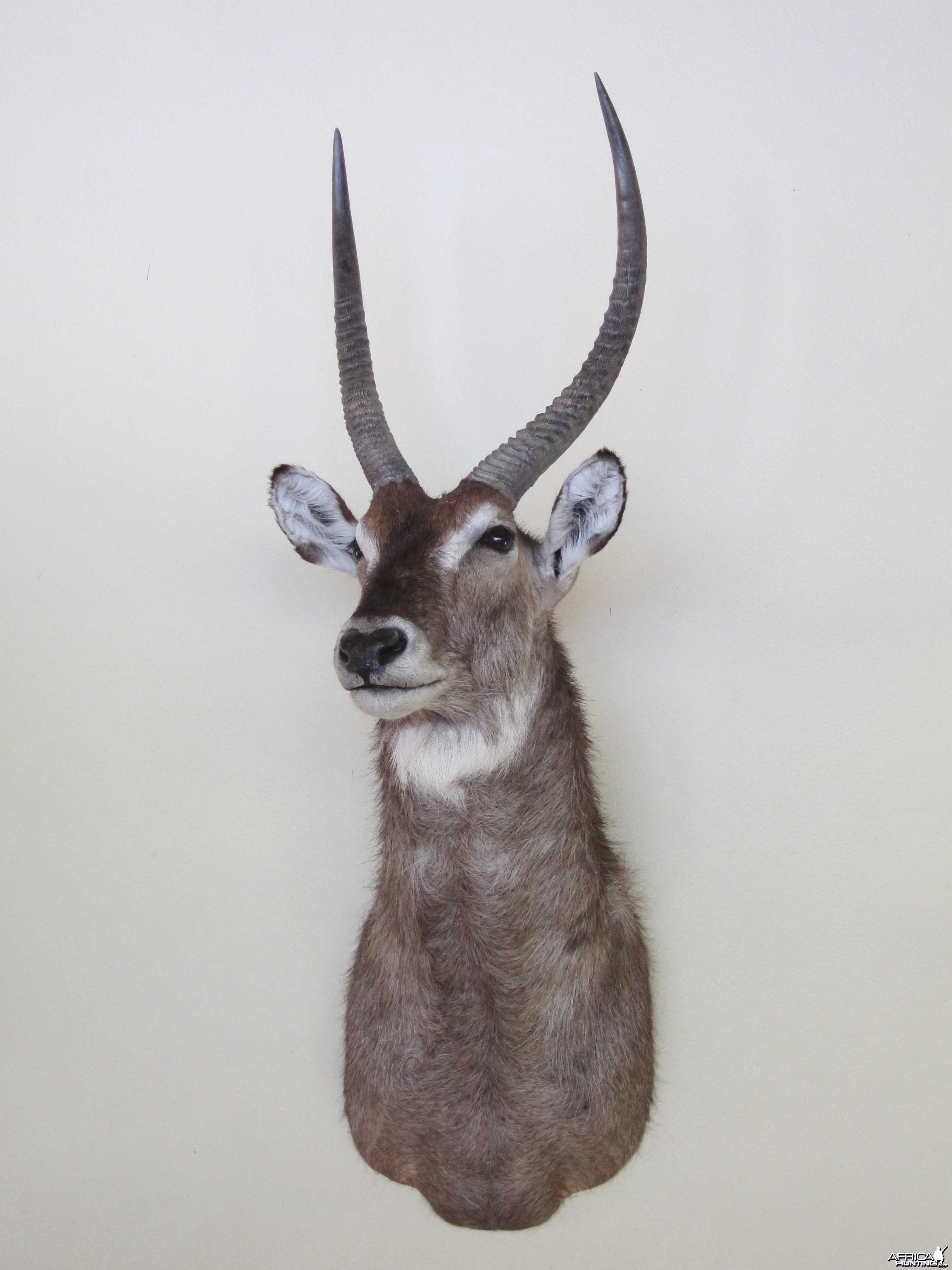 Waterbuck Shoulder Mount taxidermy