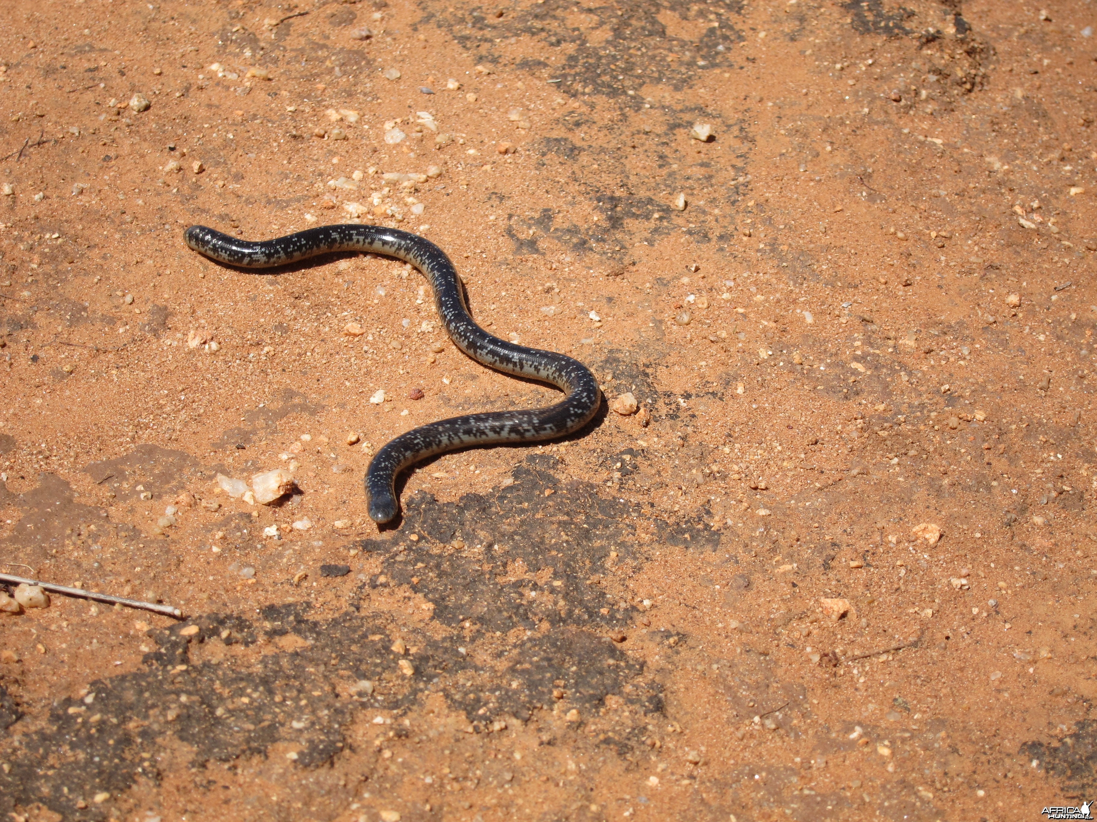 Mole Snake Namibia