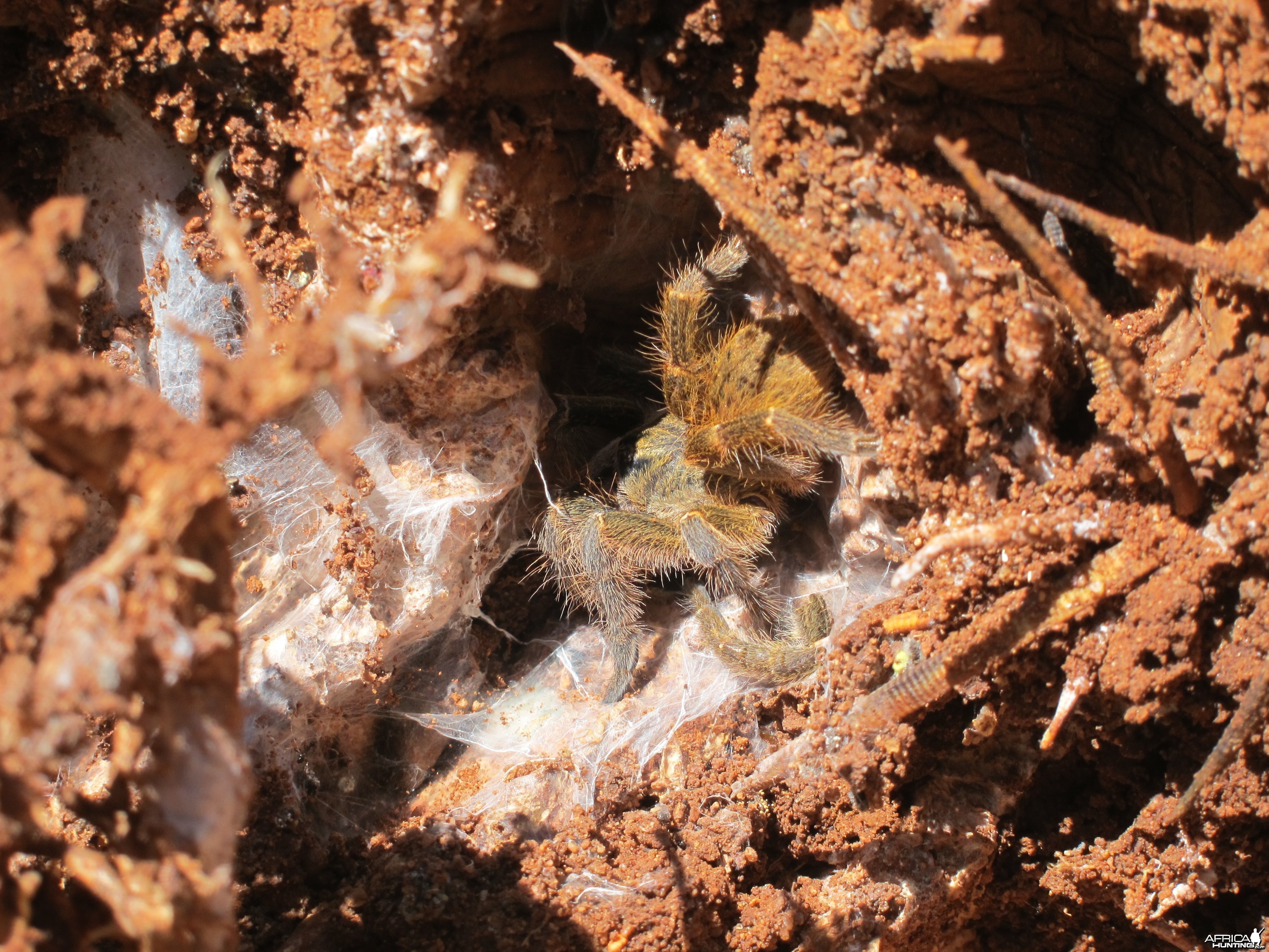 Tarantula Namibia