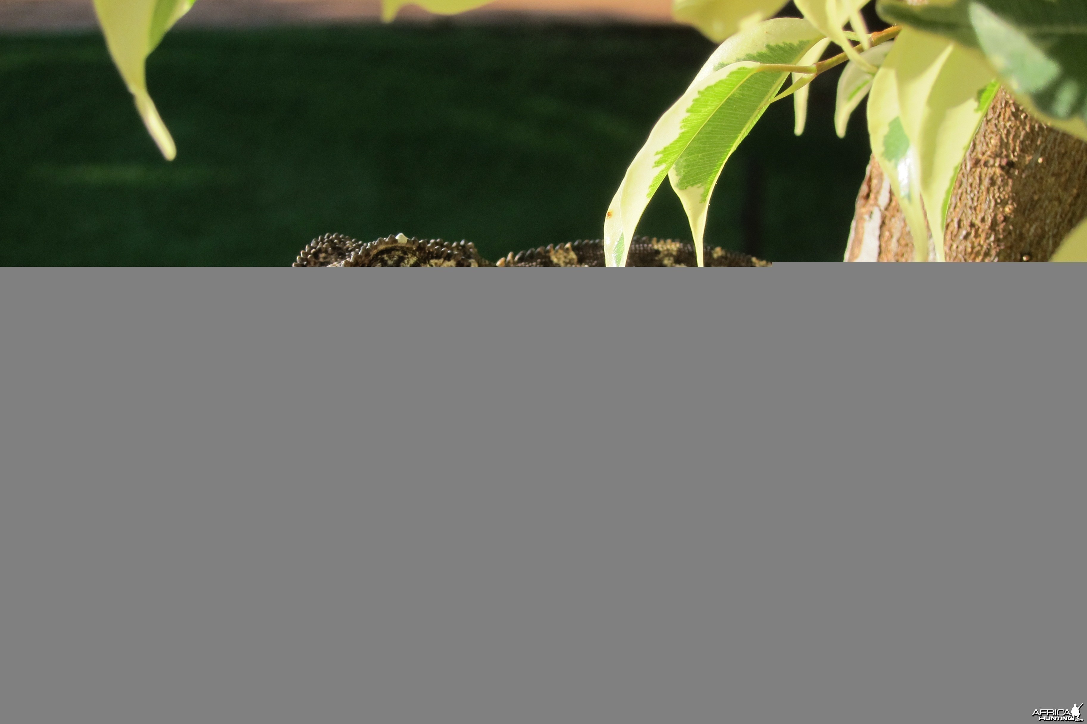 Chameleon Namibia