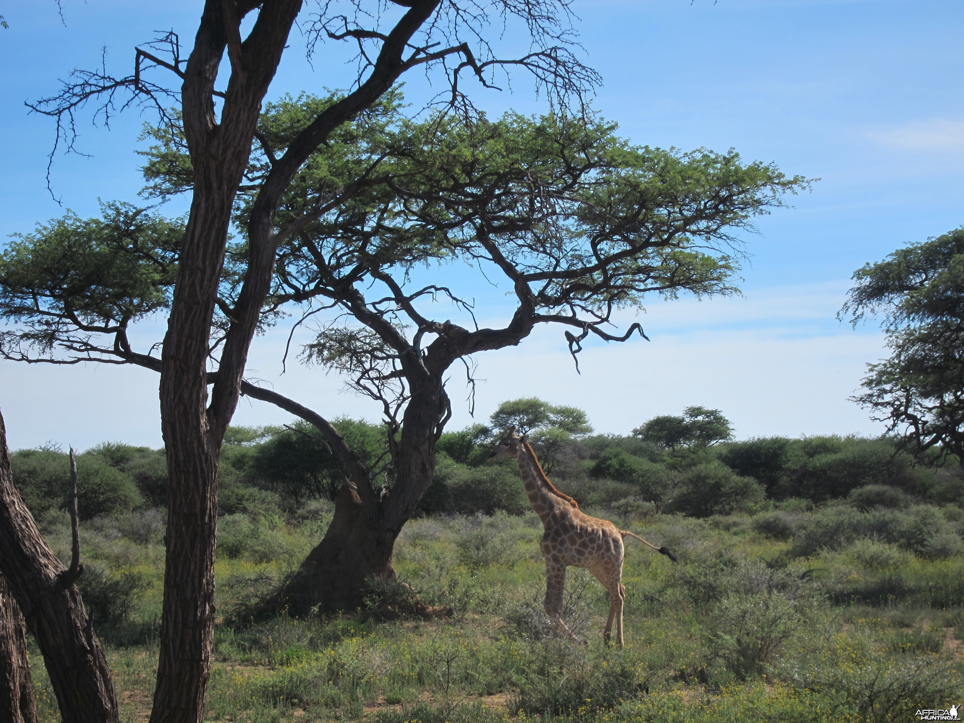 Giraffe Namibia