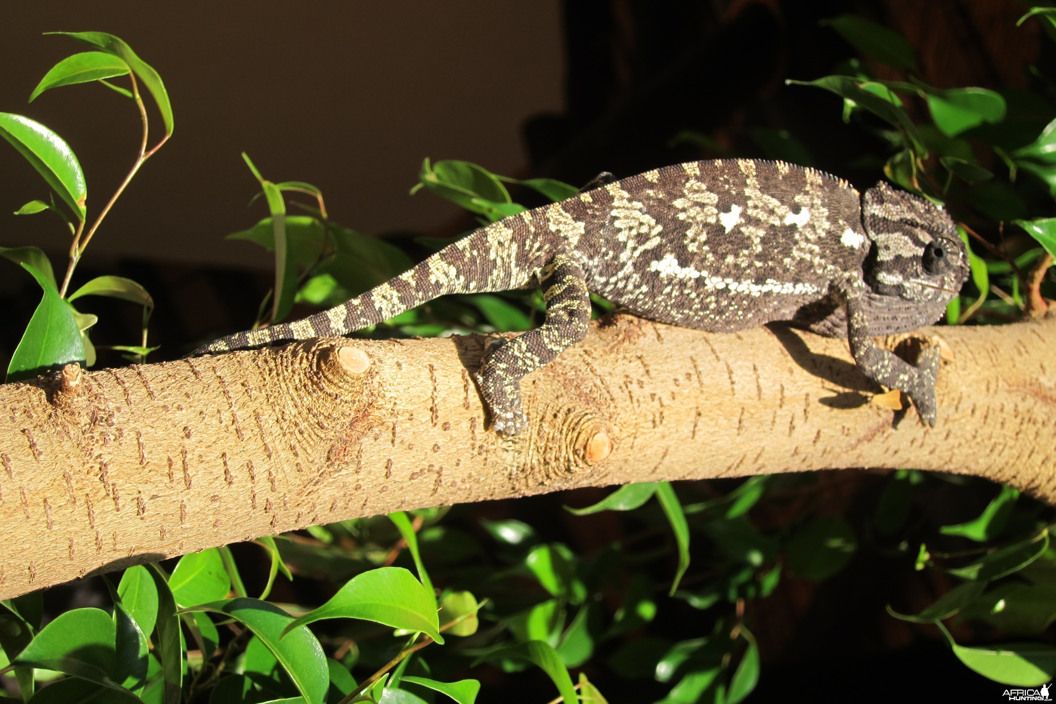 Chameleon Namibia