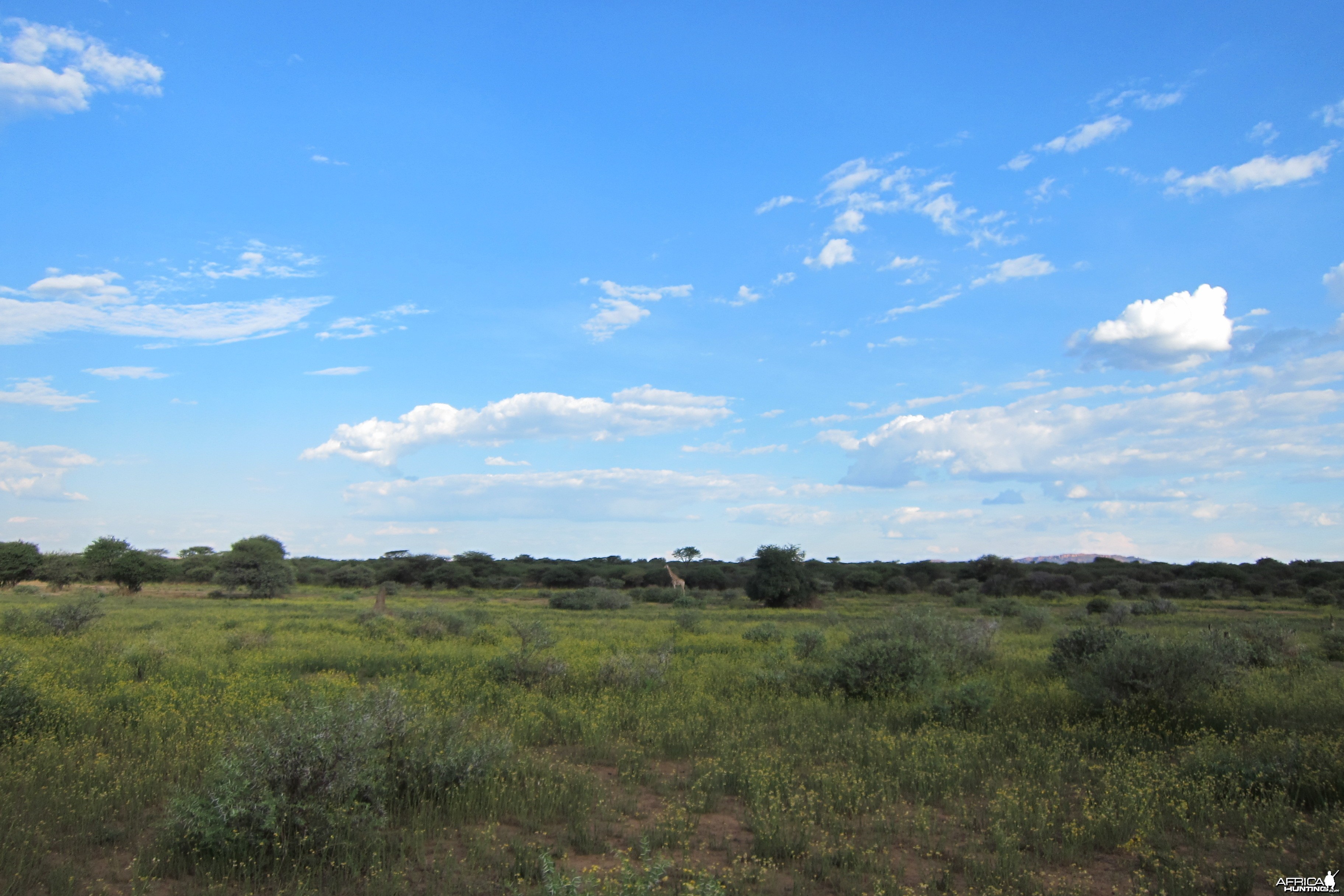 Giraffe Namibia