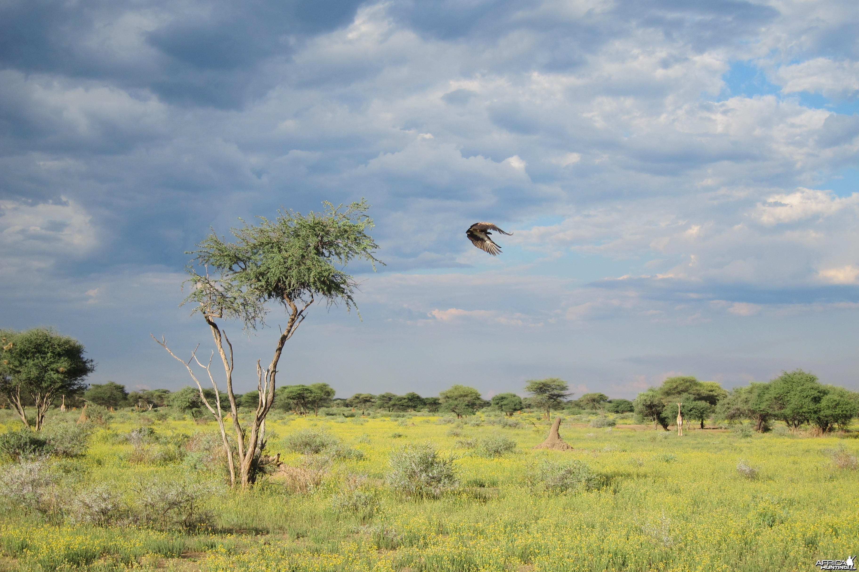 Vulture Namibia