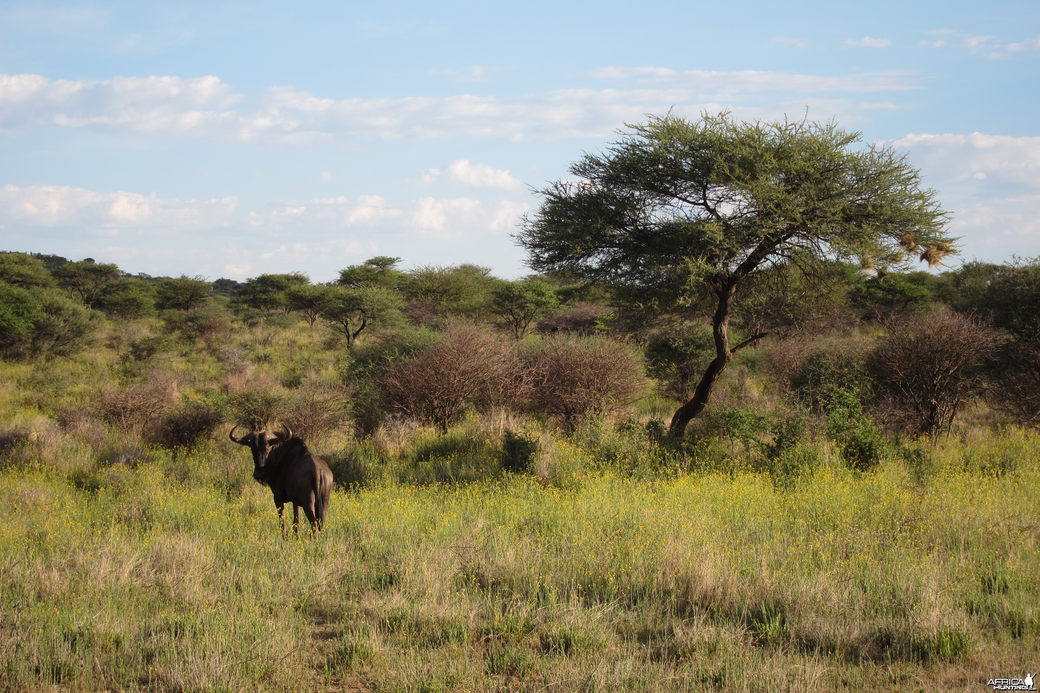 Blue Wildebeest Namibia