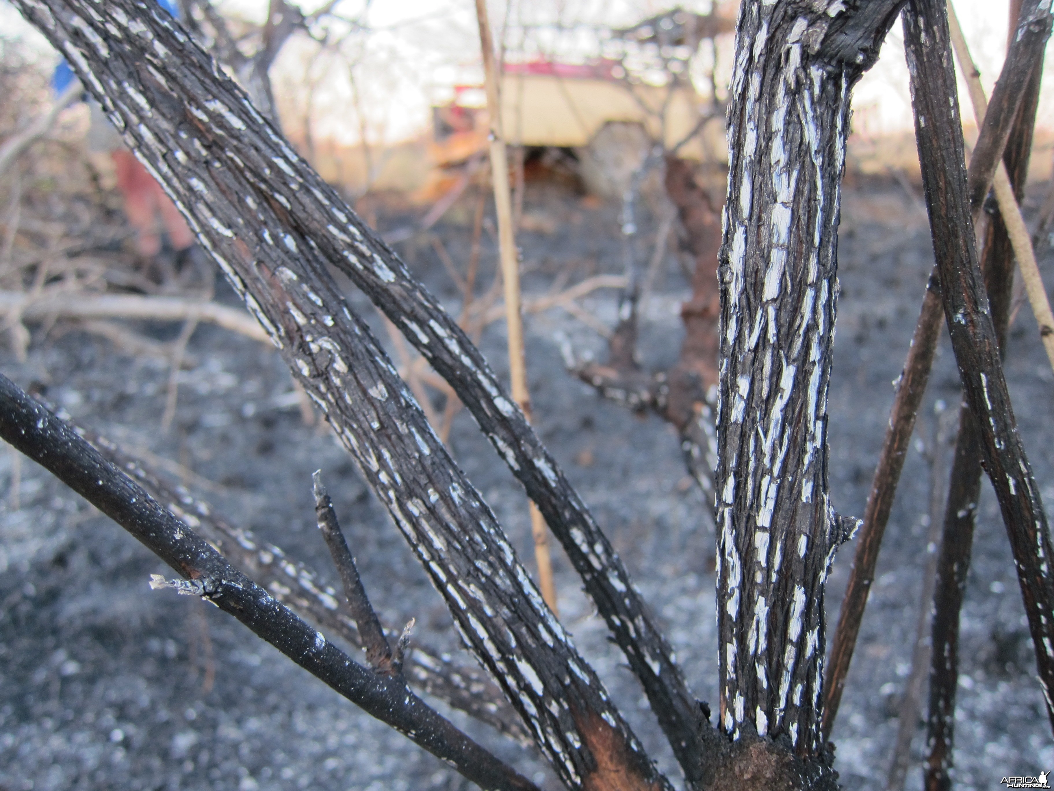 Controlled Bush Fire Namibia