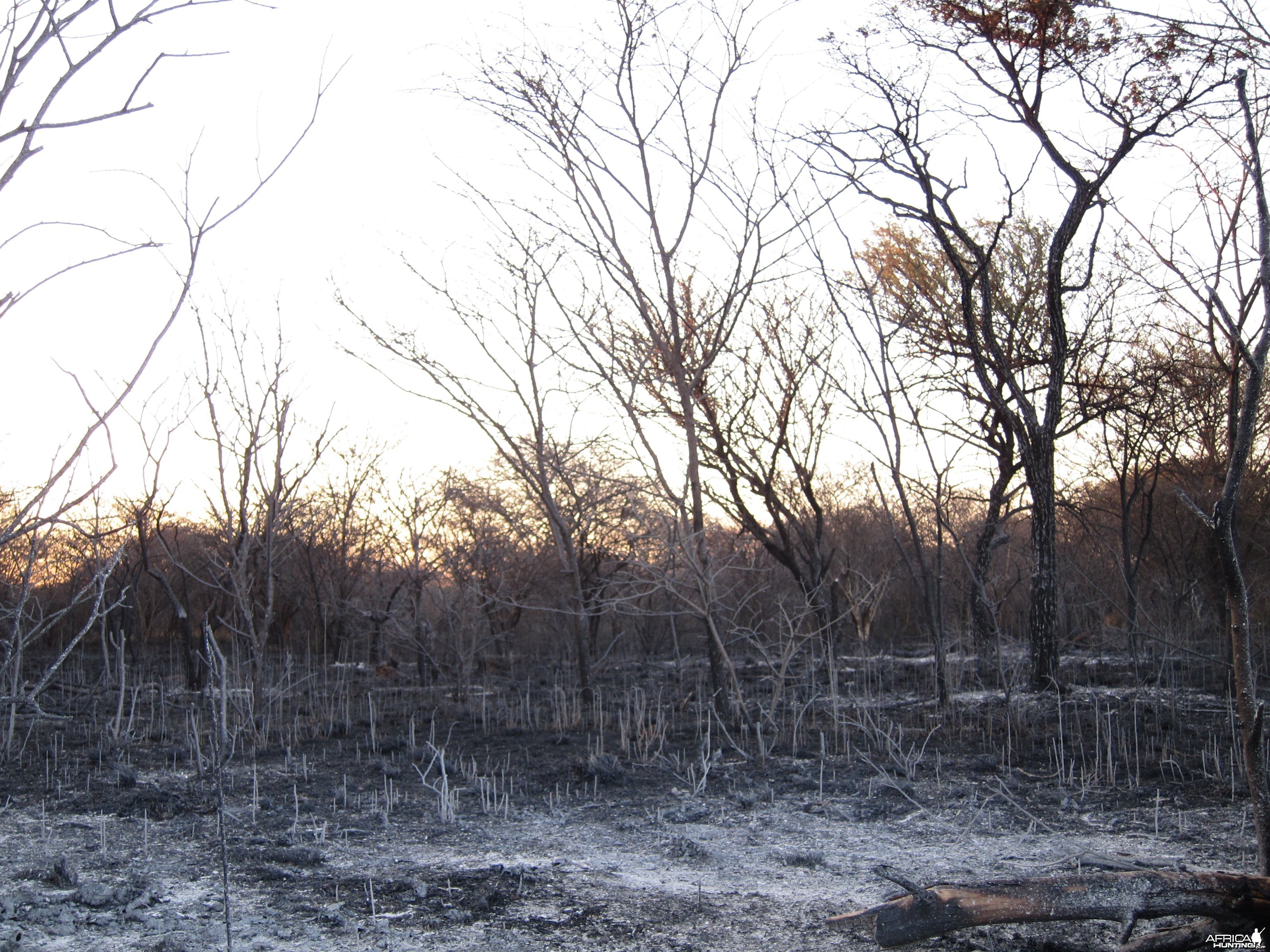 Controlled Bush Fire Namibia