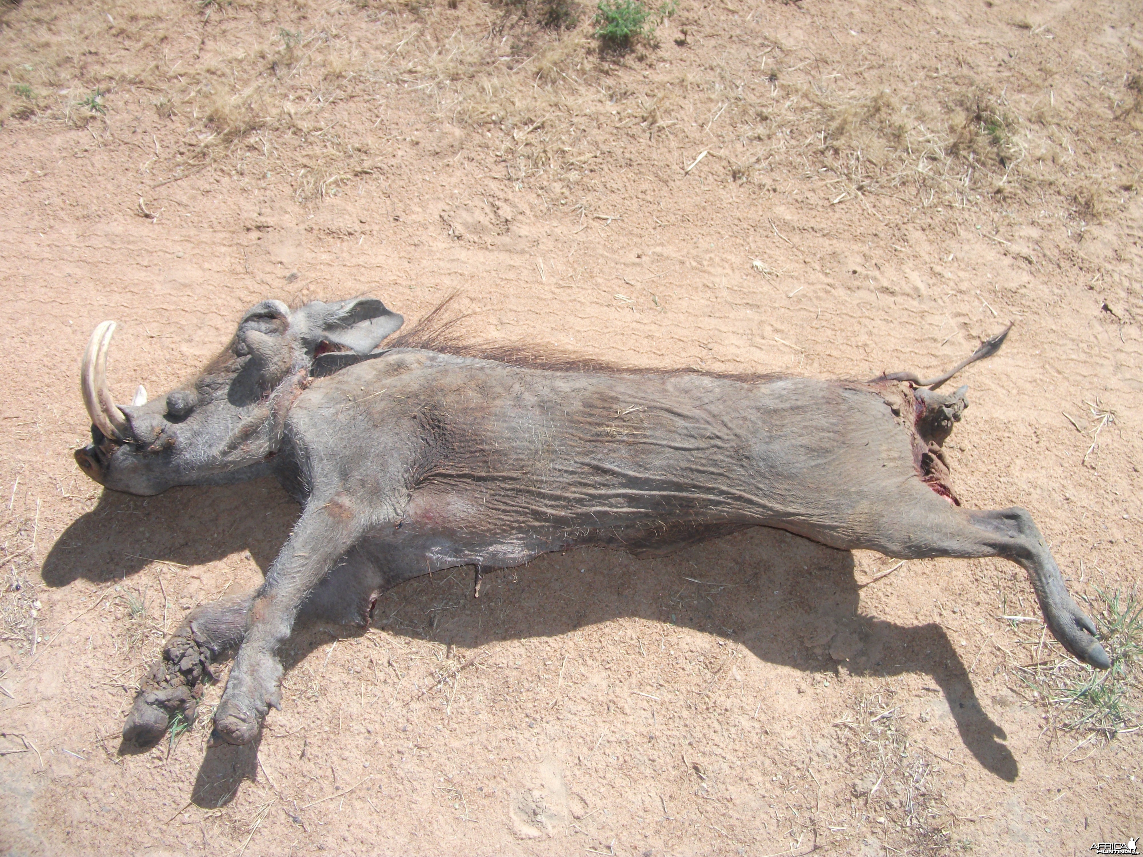 Warthog Namibia