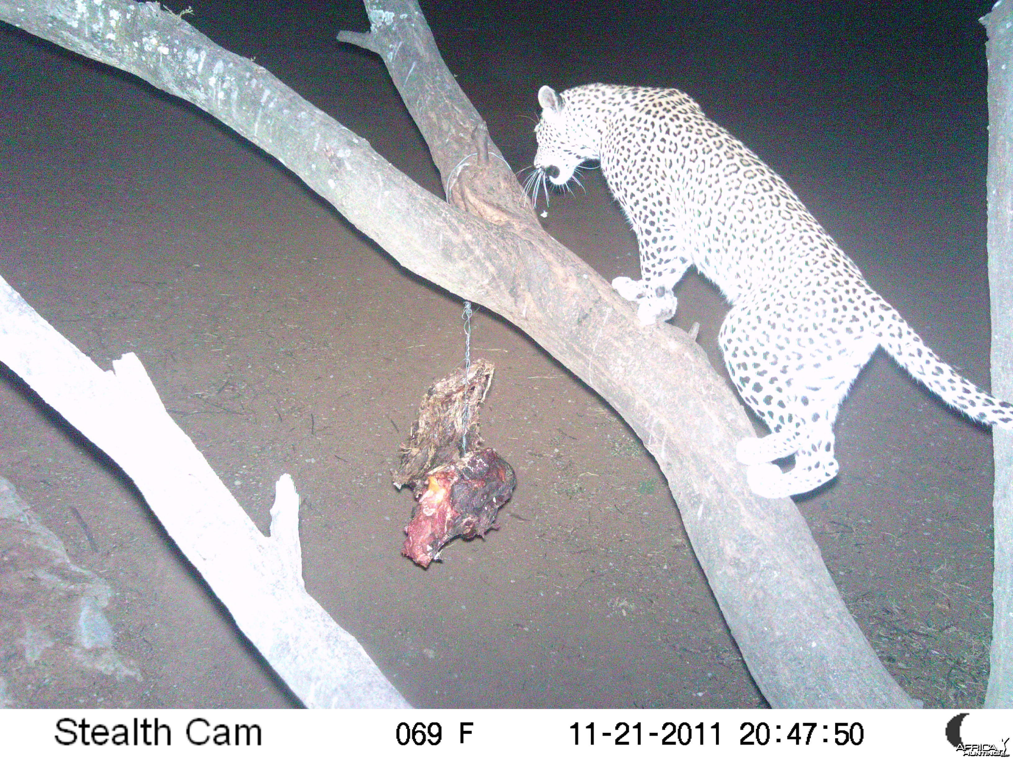 Leopard Namibia