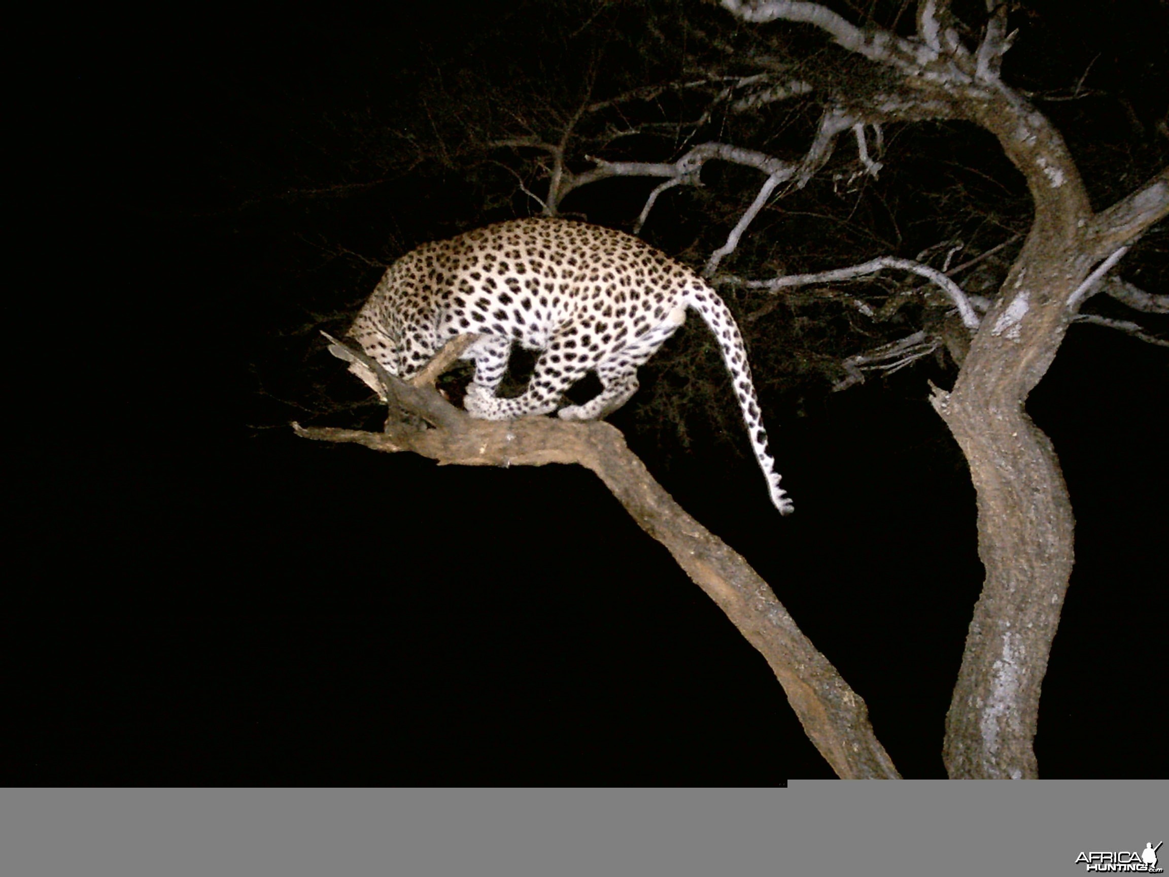 Leopard Namibia