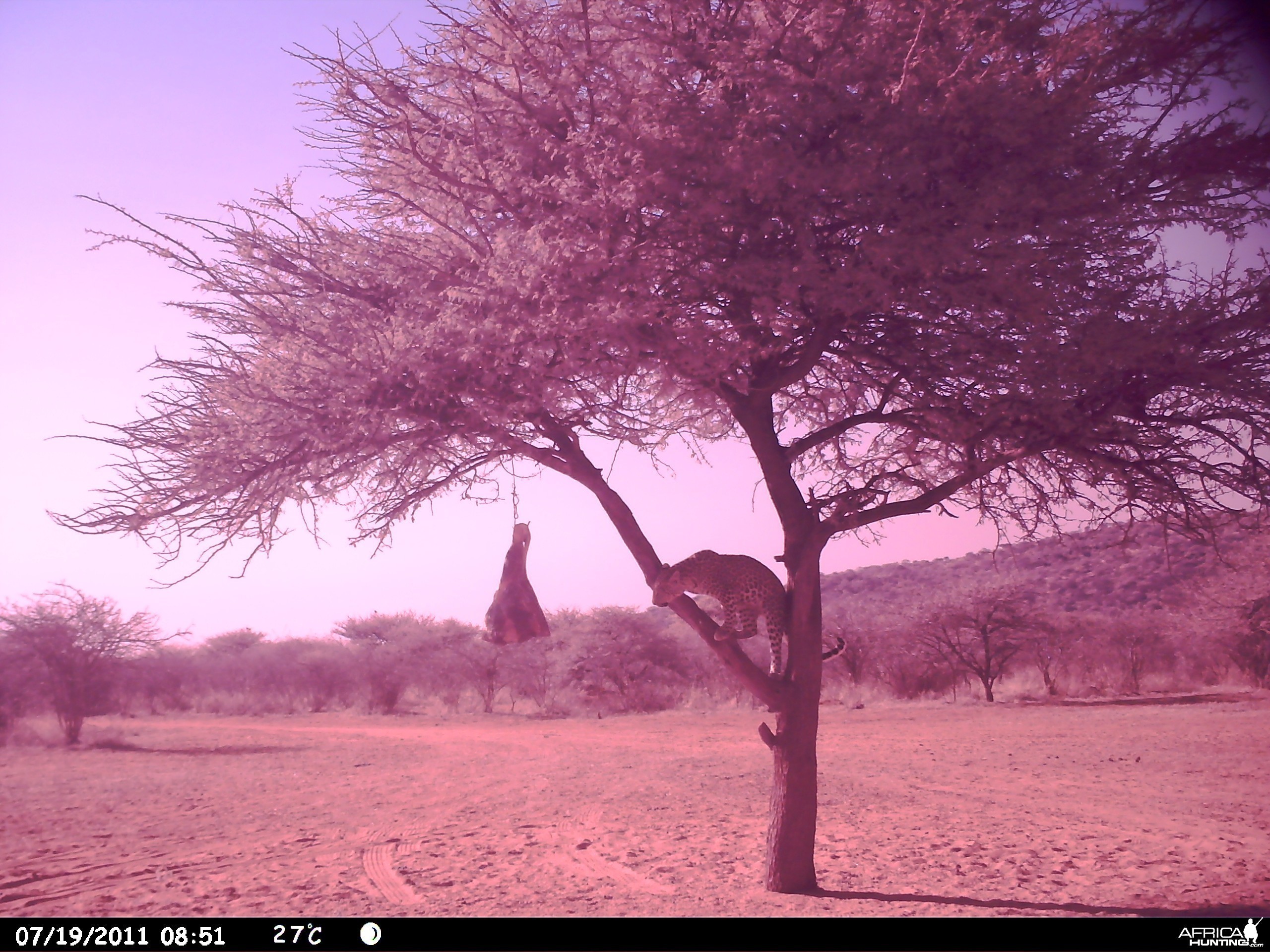 Leopard Namibia