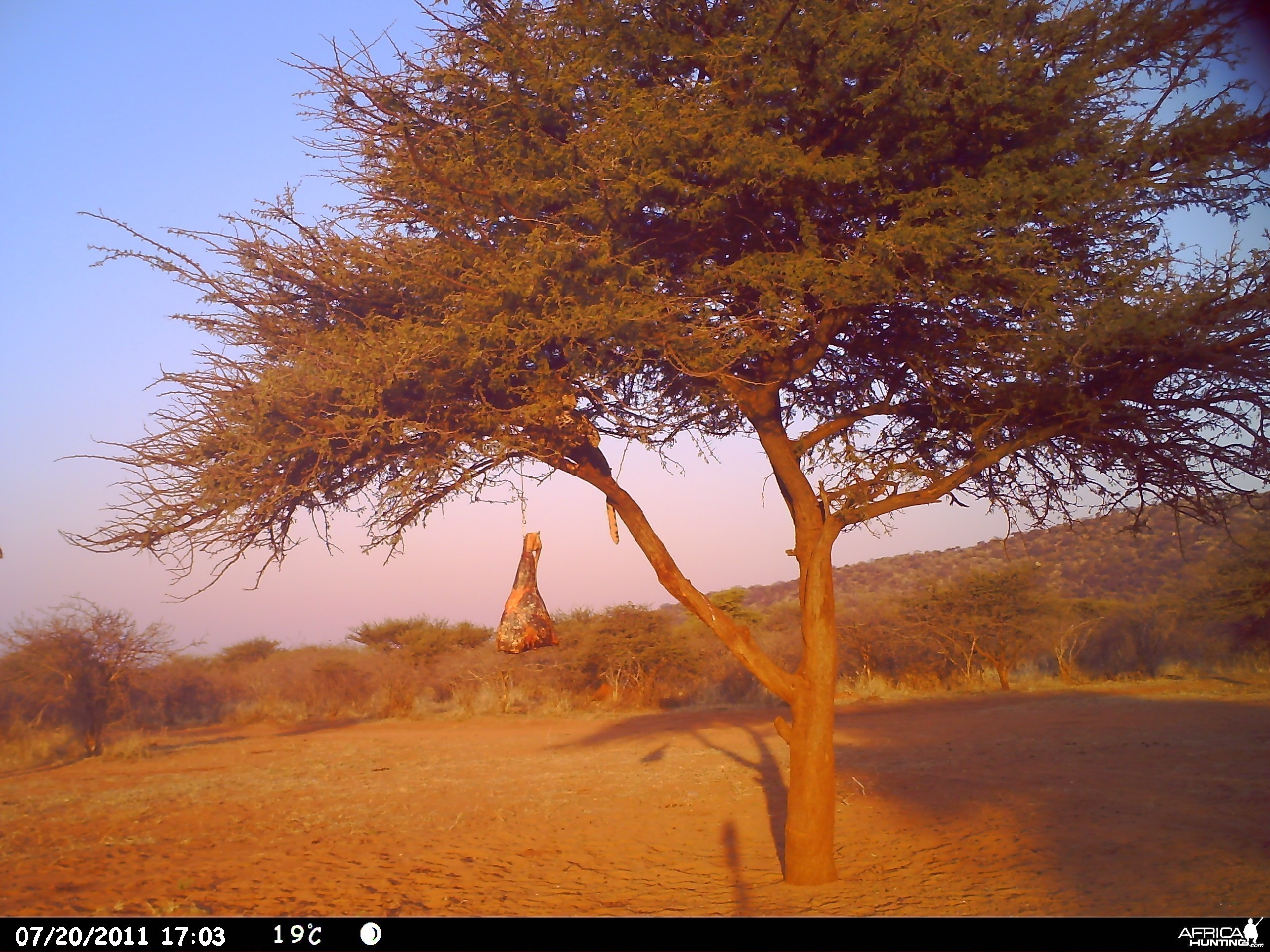 Leopard Namibia