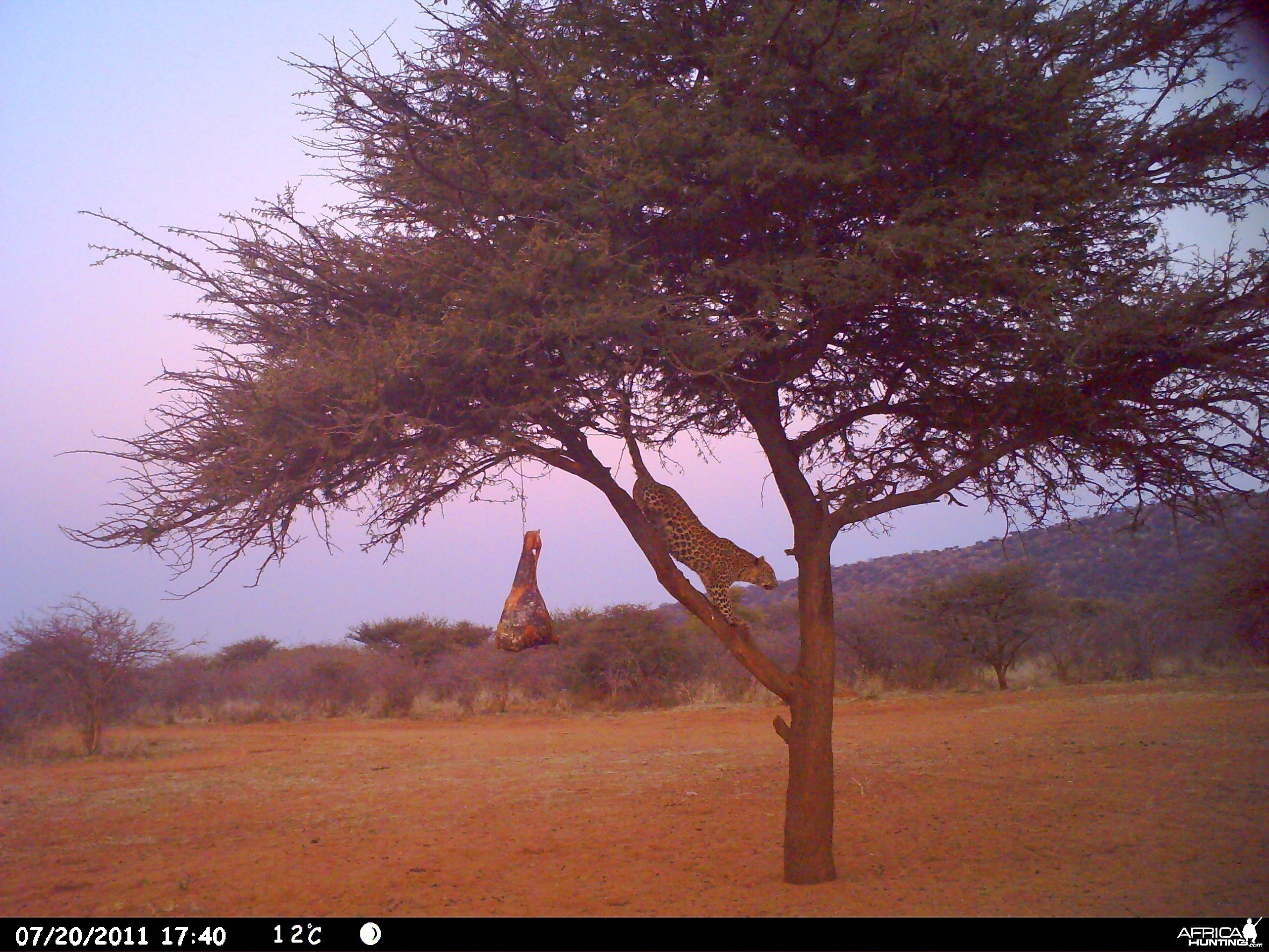 Leopard Namibia