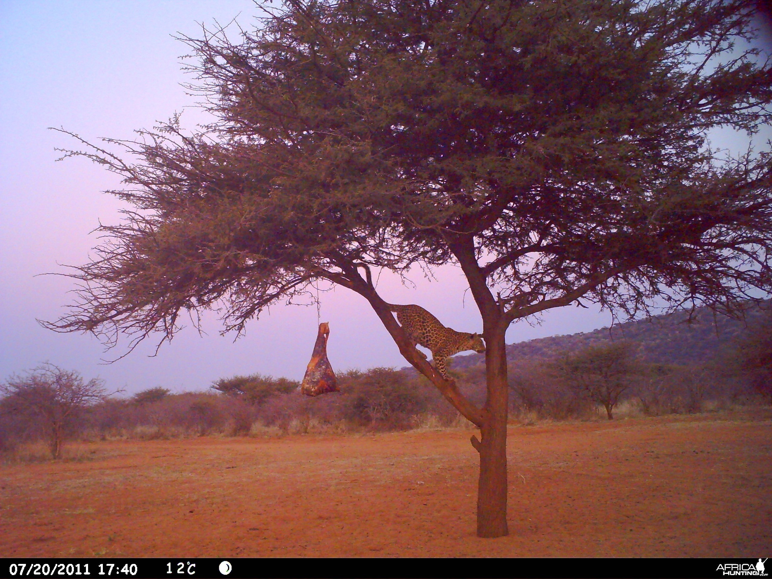 Leopard Namibia