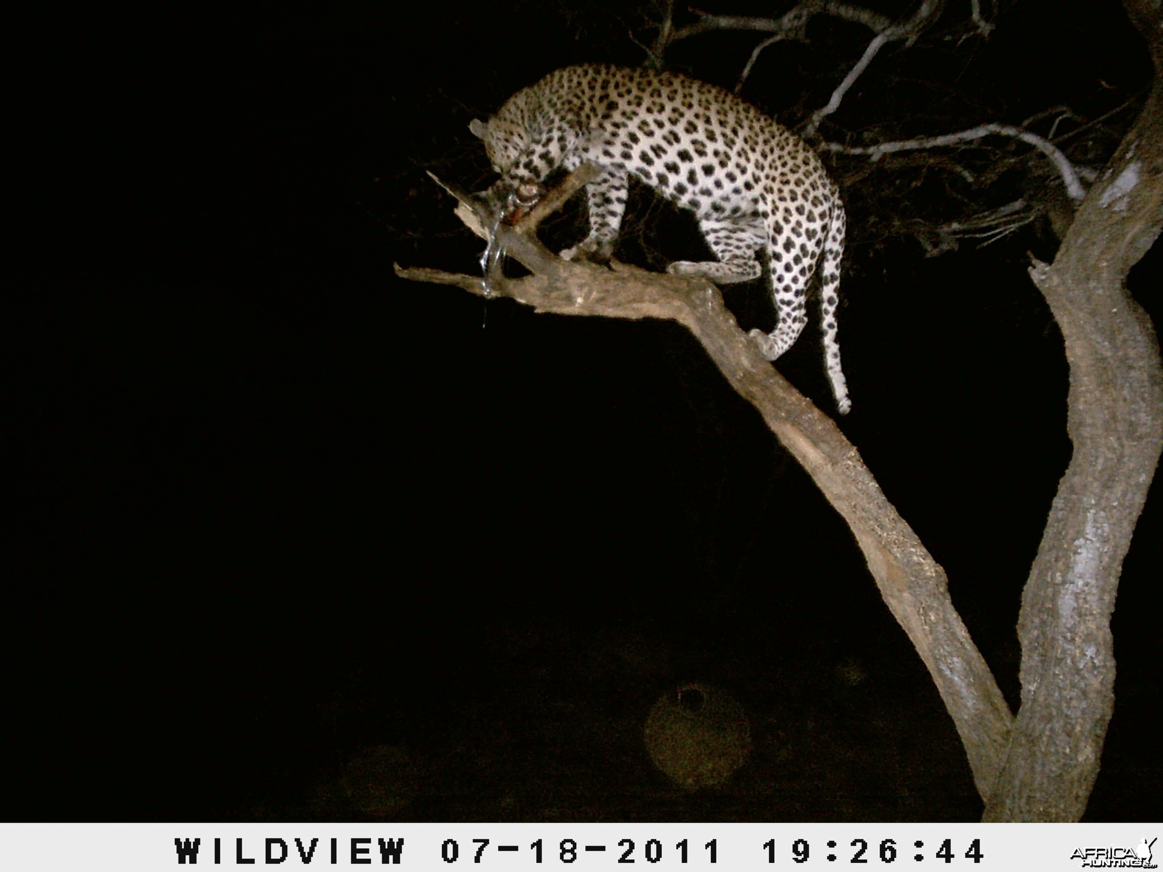 Leopard Namibia