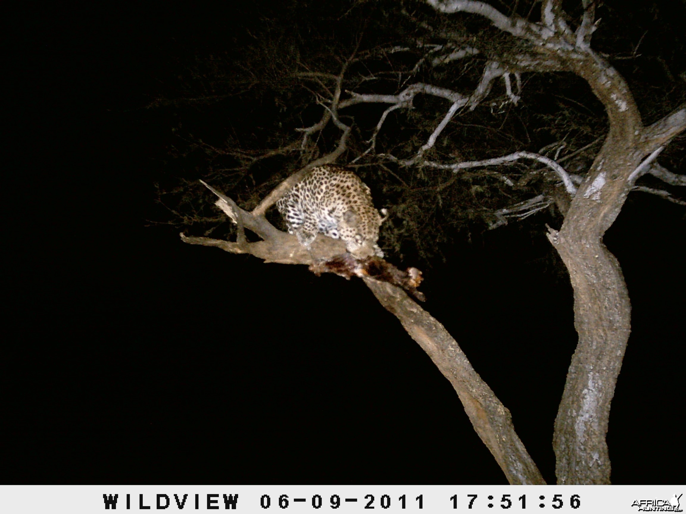 Leopard Namibia