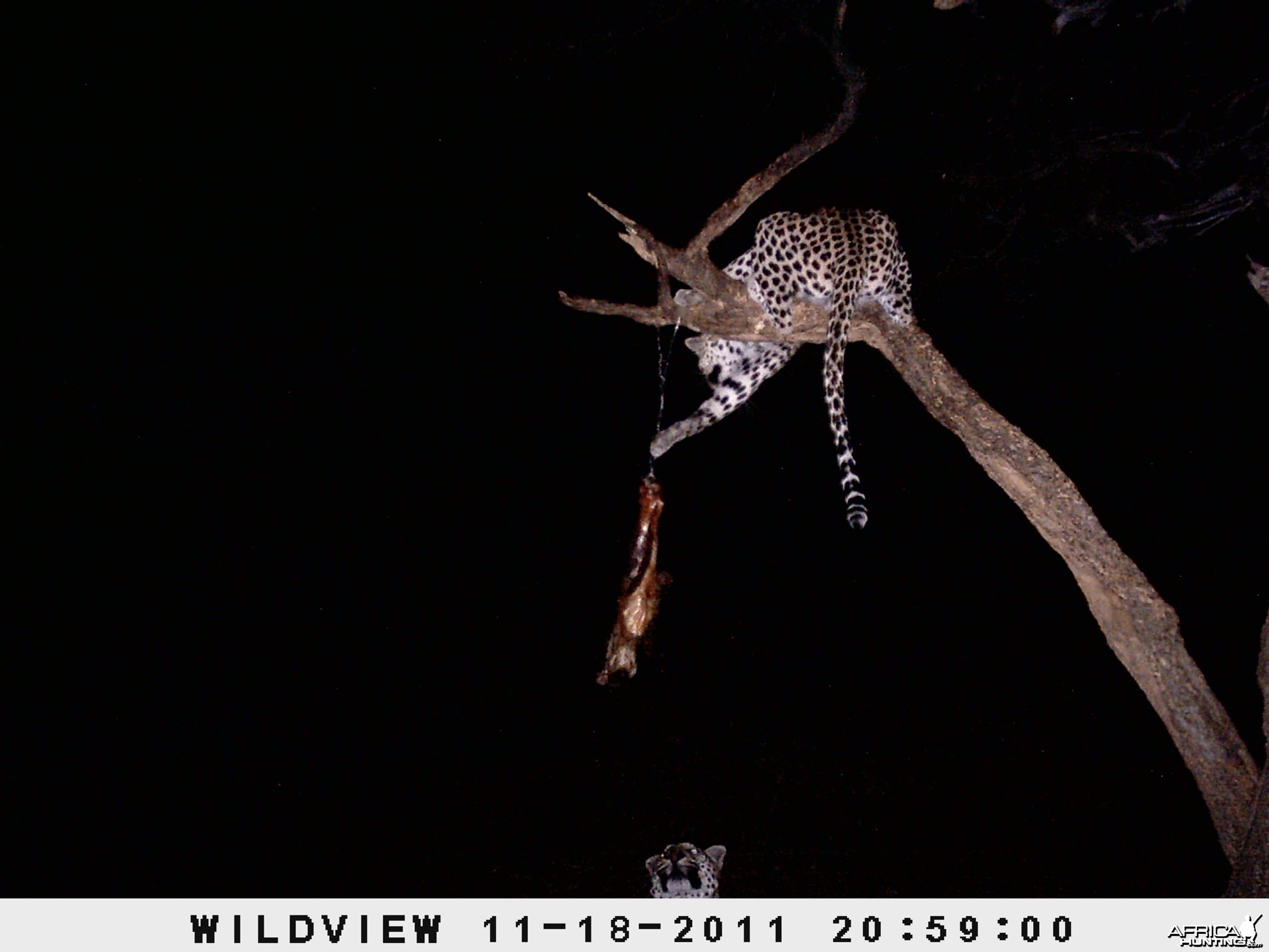 Leopard Namibia