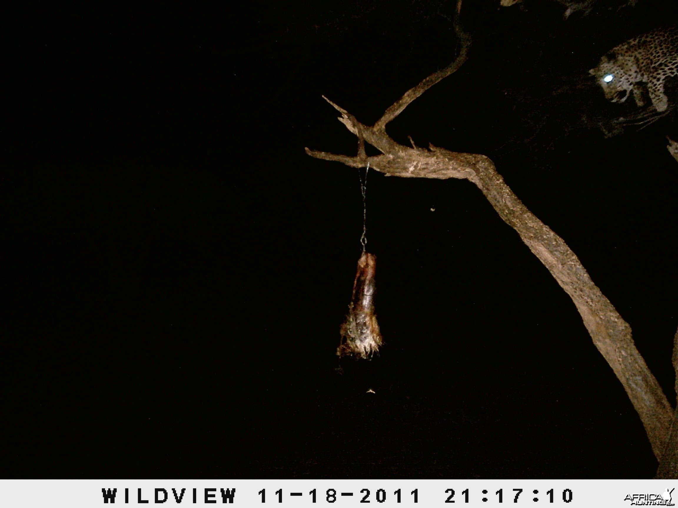 Leopard Namibia