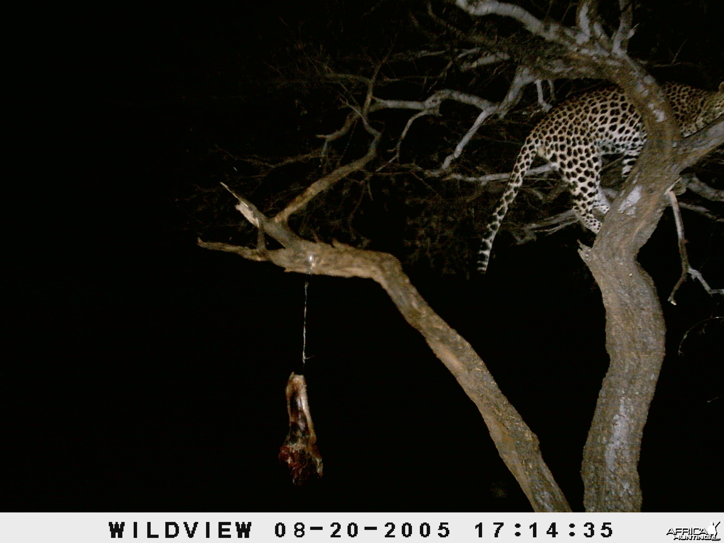 Leopard Namibia