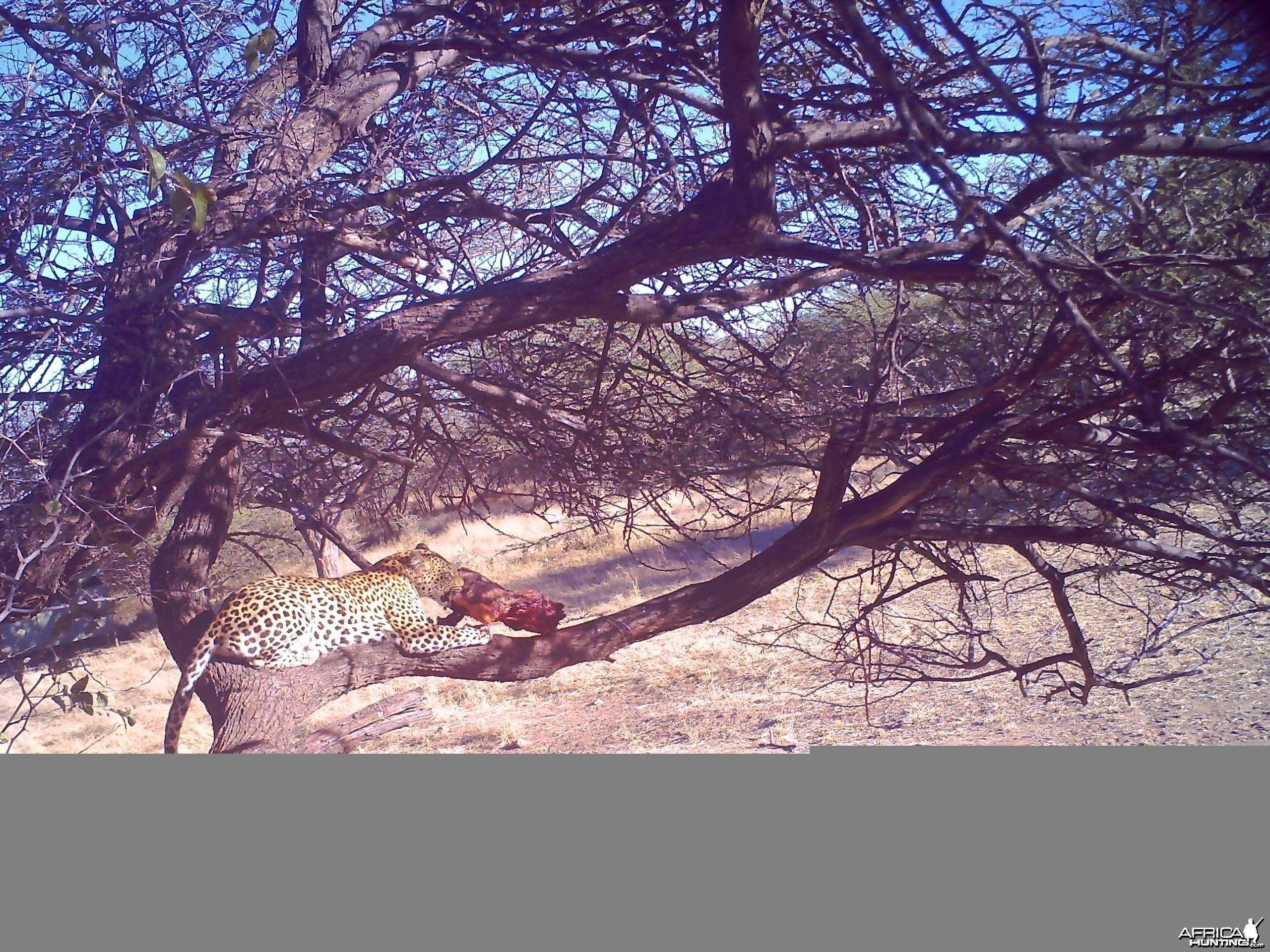 Leopard Namibia